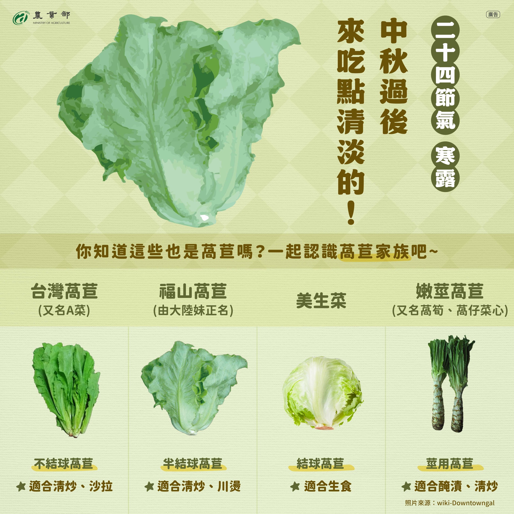 二十四節氣，寒露！中秋過後，來吃點清淡的！一起來認識萵苣家族吧！