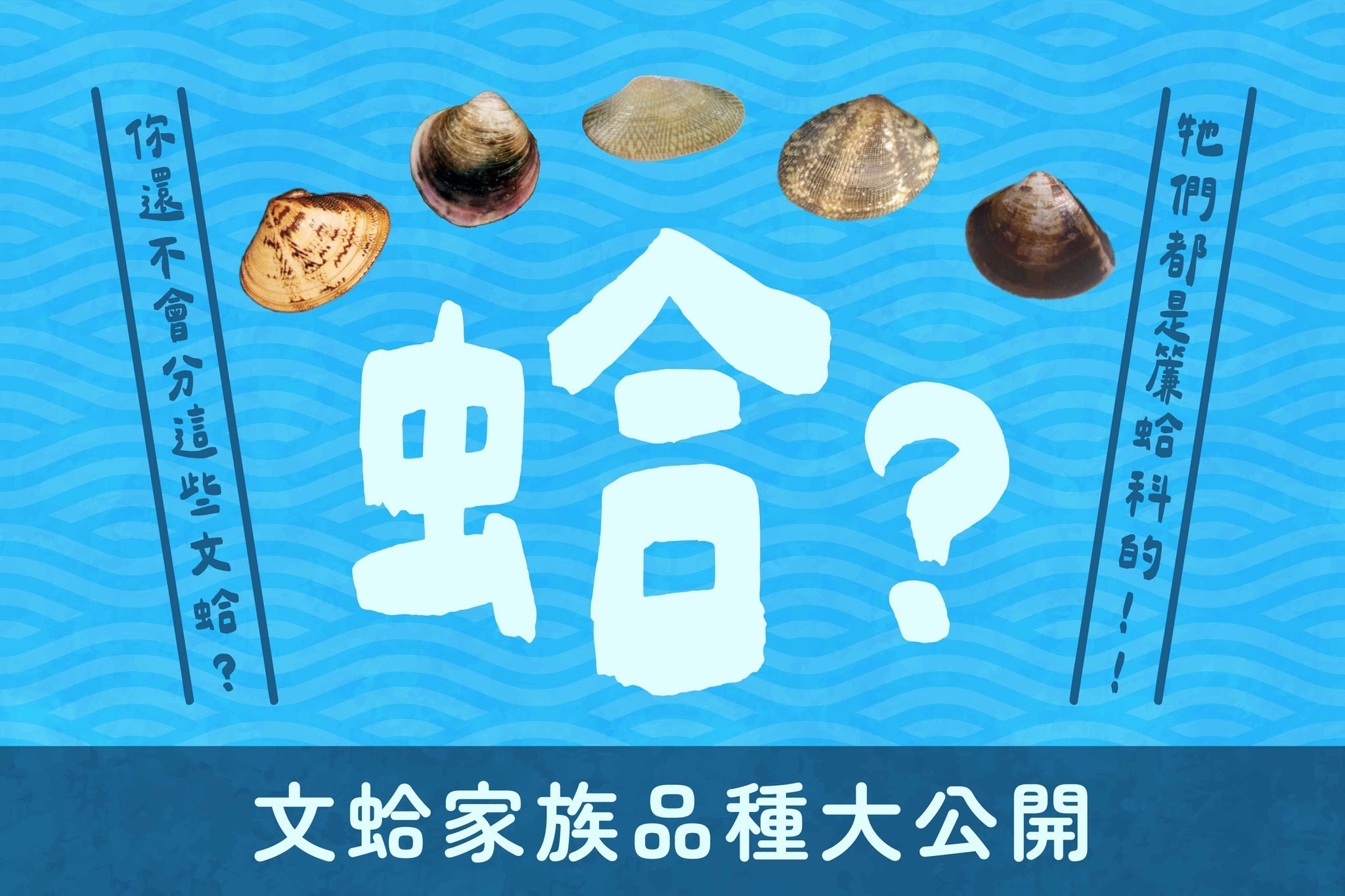 蛤!這些文蛤你還認不出來!?文蛤家族品種大公開!