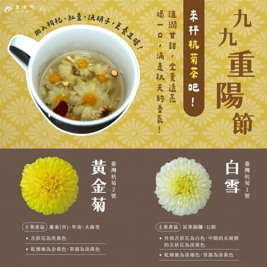 九九重陽節，秋菊正盛，來杯溫潤甘甜、金黃透亮的杭菊茶吧～