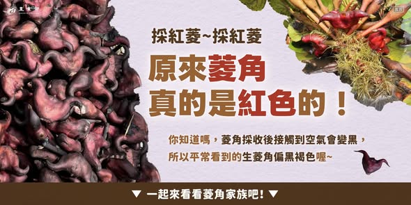 我倆划著船兒採紅菱～採紅菱～原來菱角真的是紅色的！