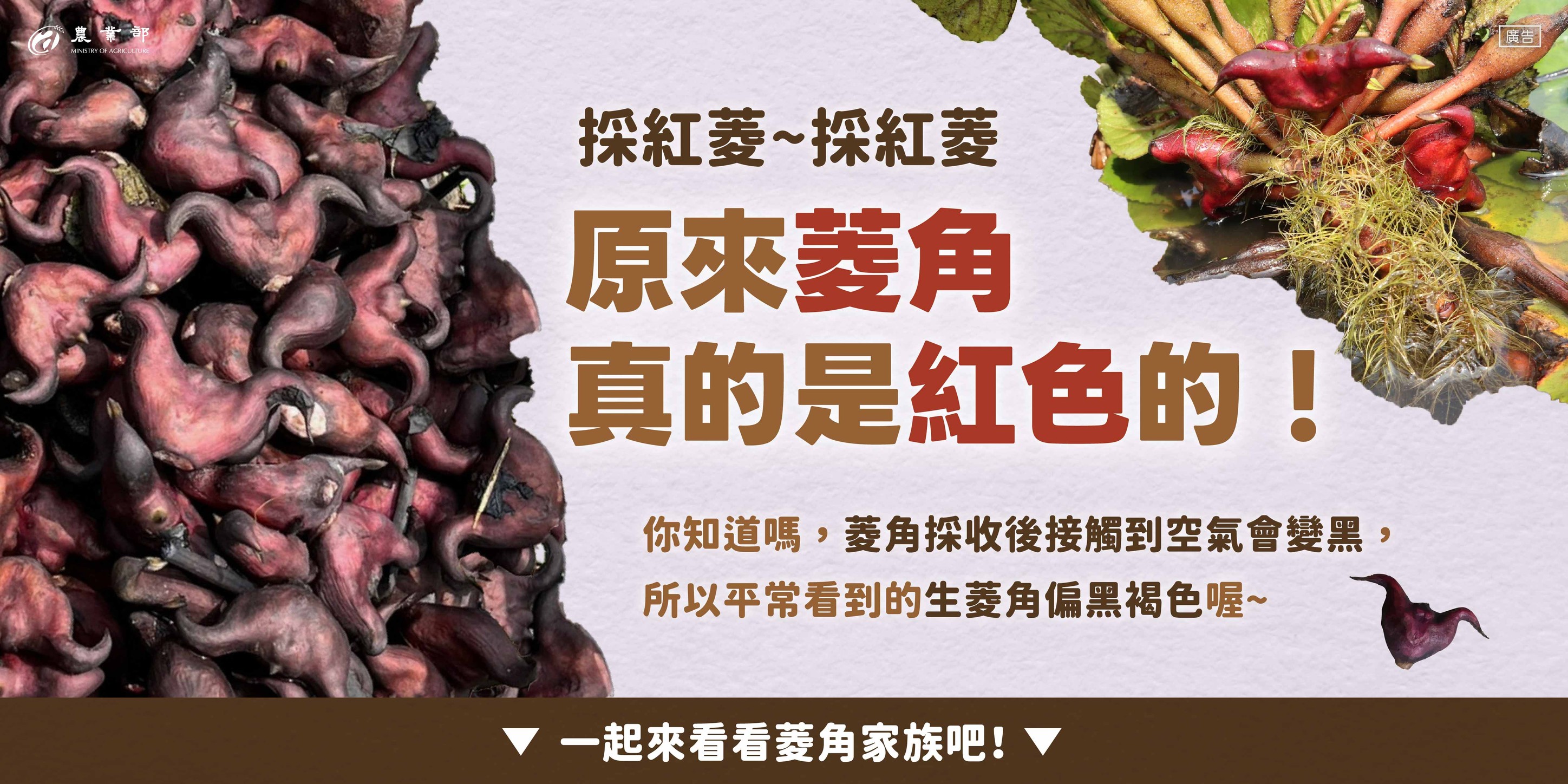 我倆划著船兒採紅菱～採紅菱～原來菱角真的是紅色的！