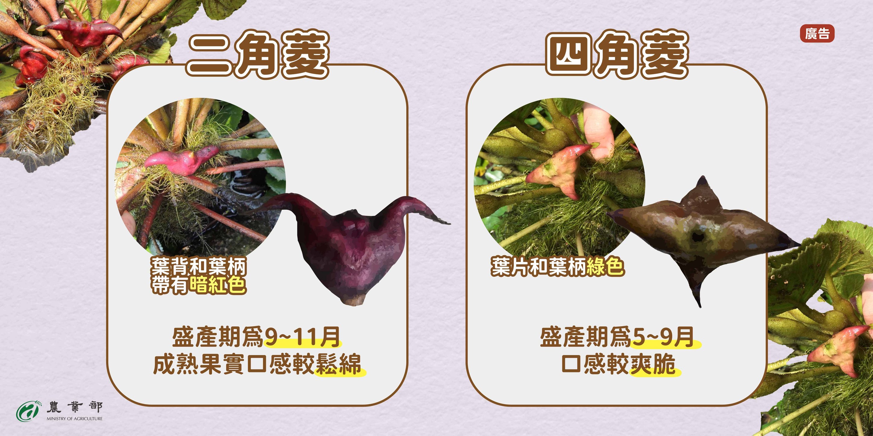 菱角家族