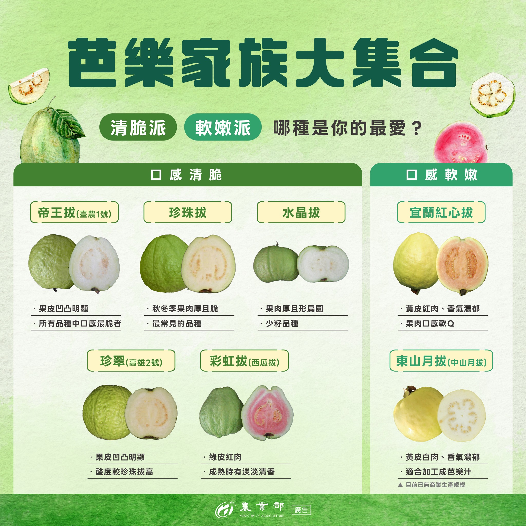 「吃軟」還是「吃硬」？芭樂品種這麼多，你喜歡哪一種呢？