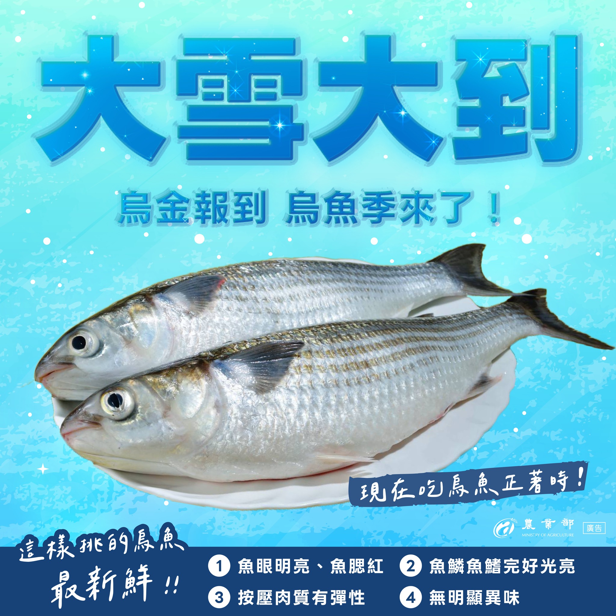 二十四節氣，大雪！烏金報到，烏魚季來了！