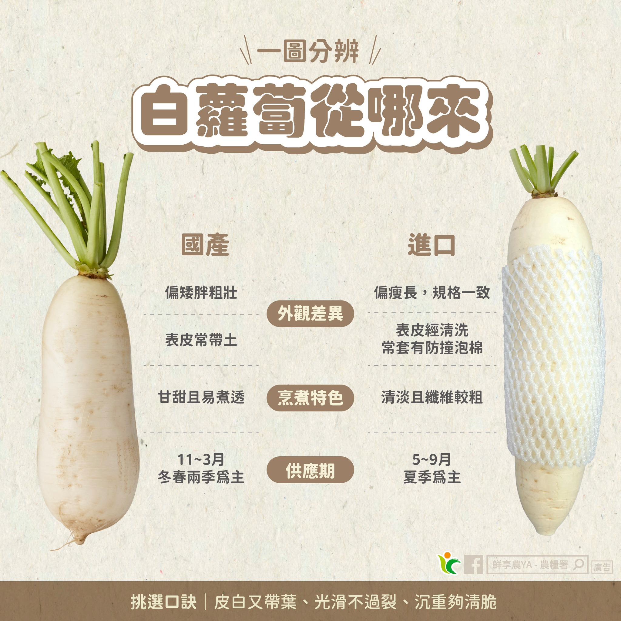 白蘿蔔從哪裡來