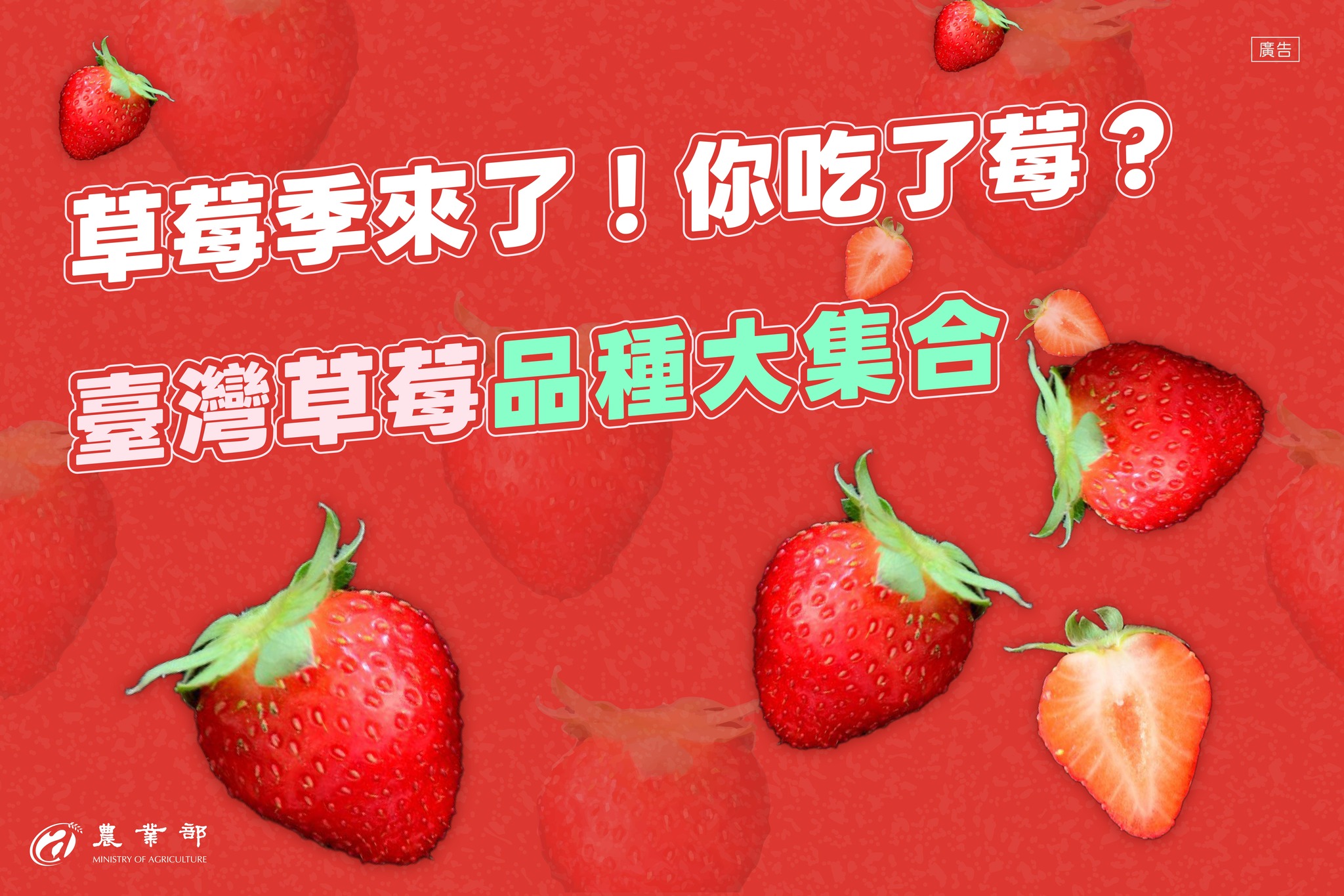 草莓季來了！台灣草莓品種大集合，你吃了莓？