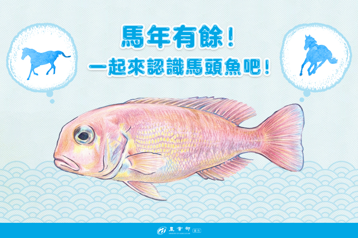 馬年有餘！一起來認識「馬頭魚」吧！