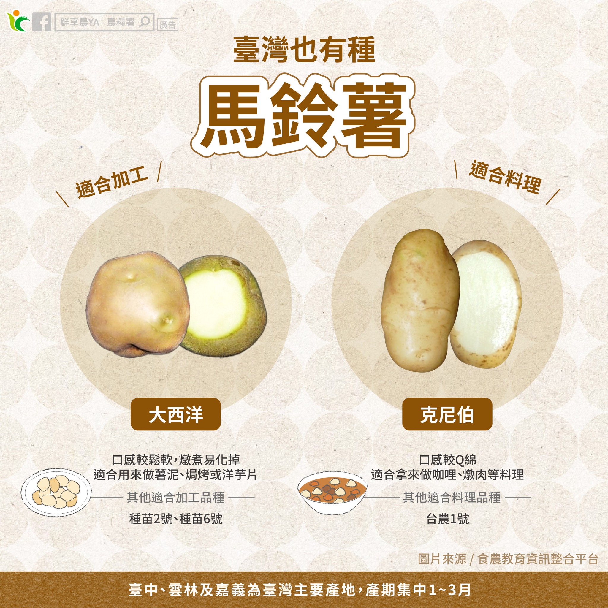 臺灣也有種馬鈴薯