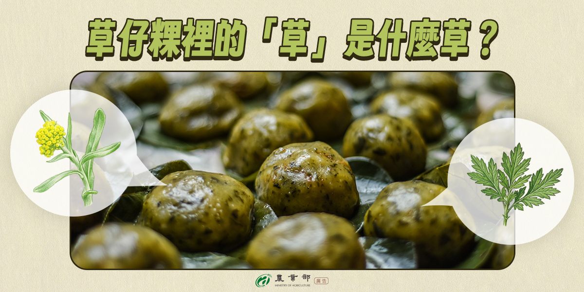 草仔粿裡的「草」，是什麼草？