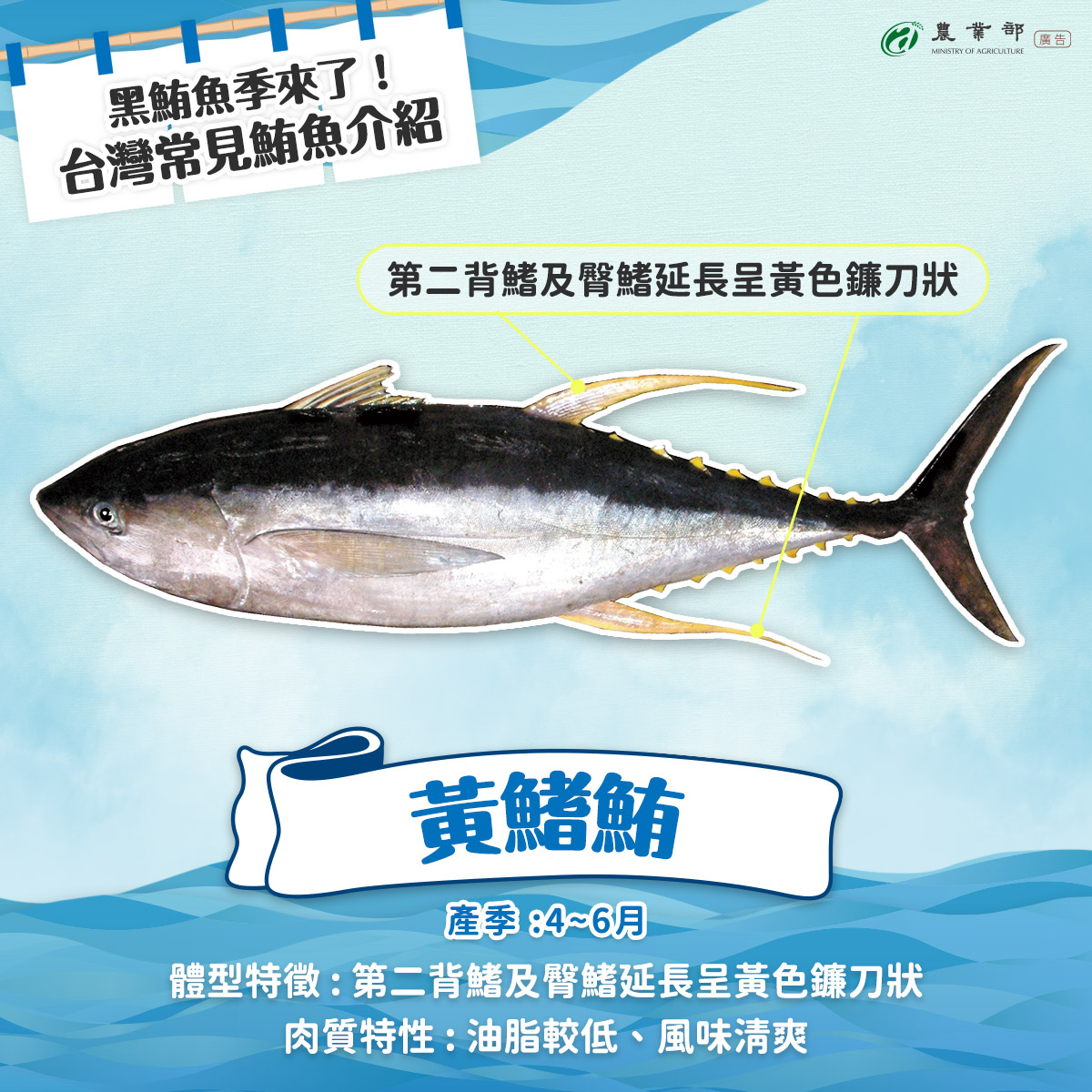 每年春夏交替，隨著洋流與水溫變化，鮪魚洄游到台灣周邊海域，也代表黑鮪魚季來了?！03