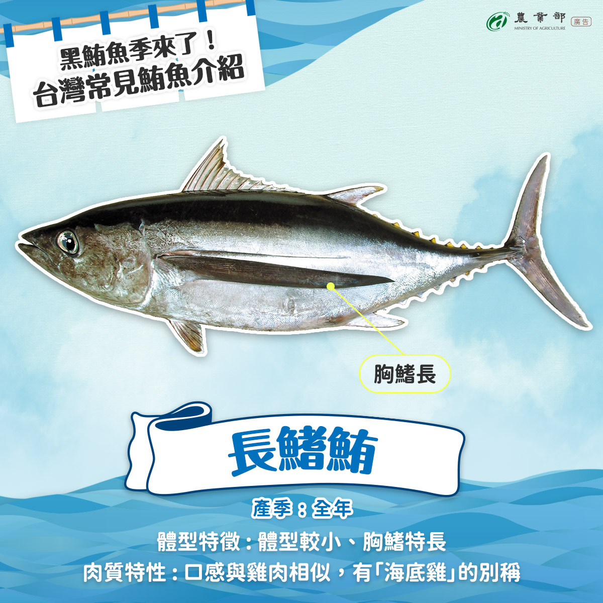 每年春夏交替，隨著洋流與水溫變化，鮪魚洄游到台灣周邊海域，也代表黑鮪魚季來了?！04