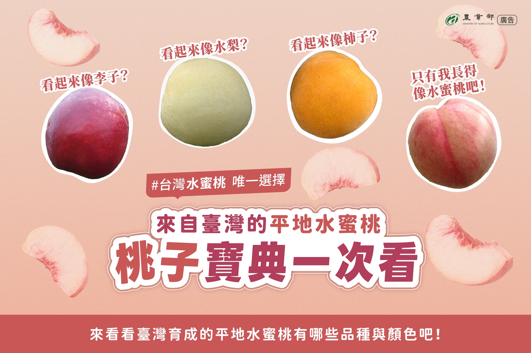 李子？柿子？桃子？水梨？其實它們都是水蜜桃喔！帶你一次認識平地水蜜桃品種！