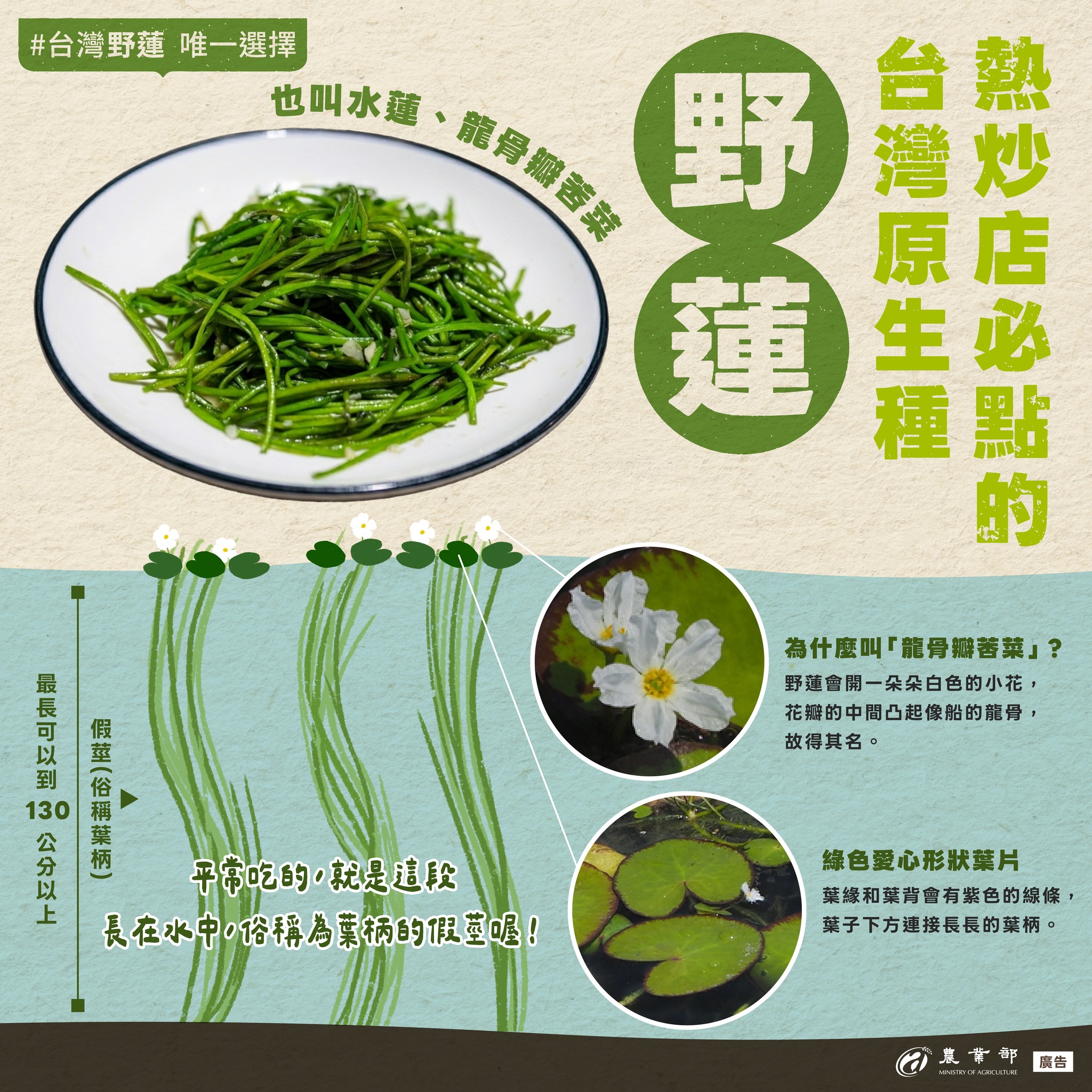 去熱炒店一定會點的台灣原生種，野蓮！他的另外兩個名字你都有聽說過嗎？