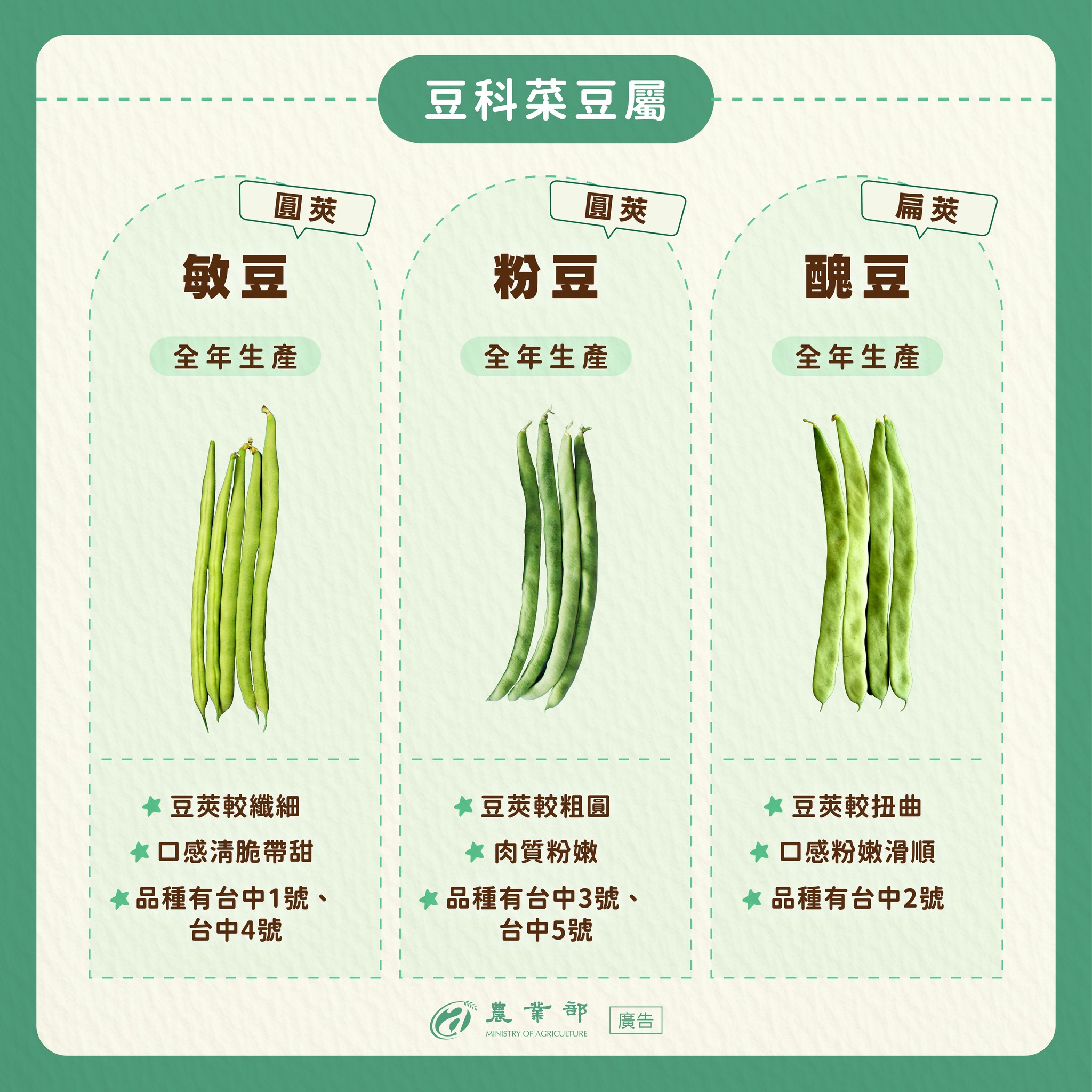 四季豆、菜豆還是長豇豆？你吃的是哪種豆？去菜市場不會再搞錯了！02