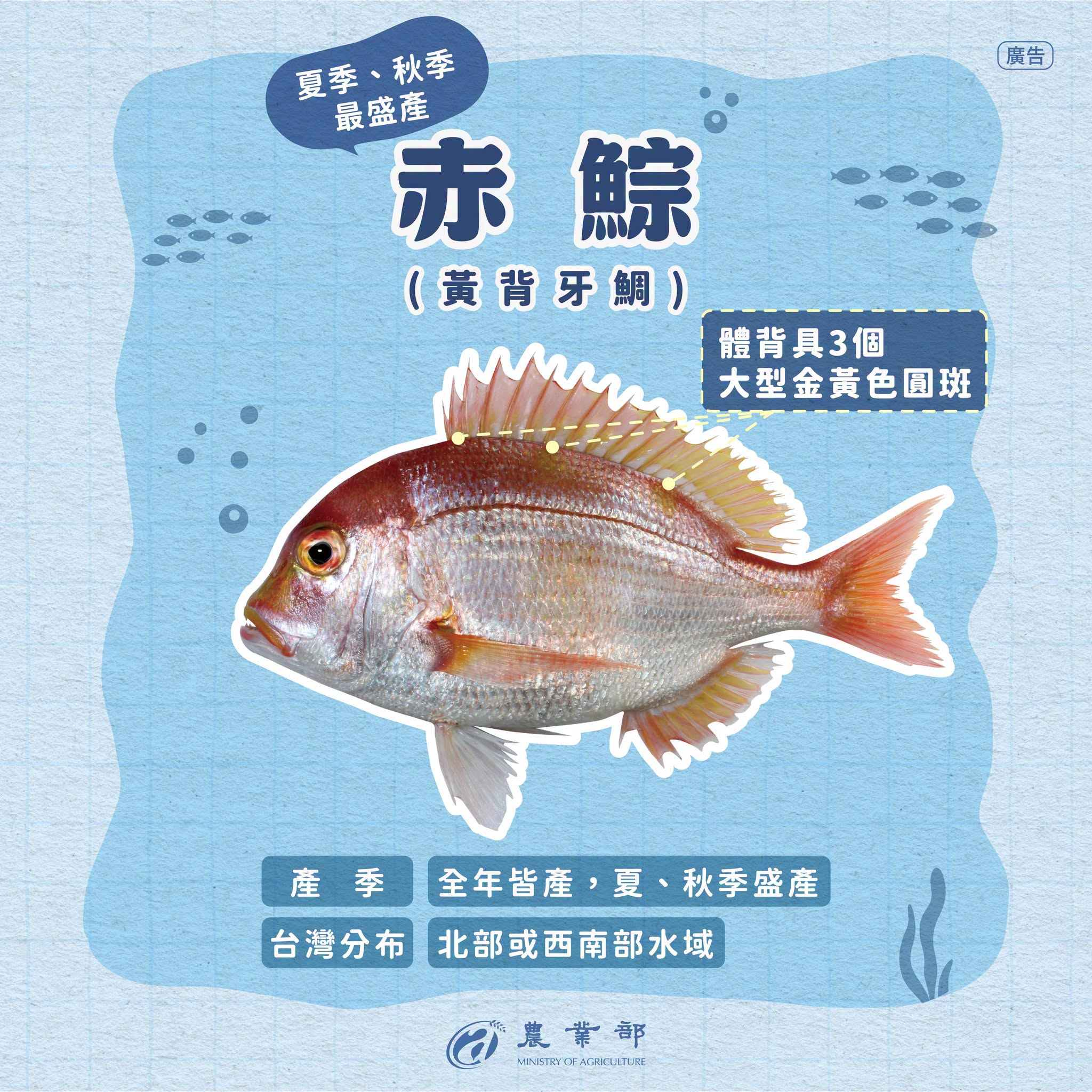 你認得出來這三隻魚嗎？赤鯮、嘉鱲、盤仔長這麼像，到底差在哪？-赤鯮