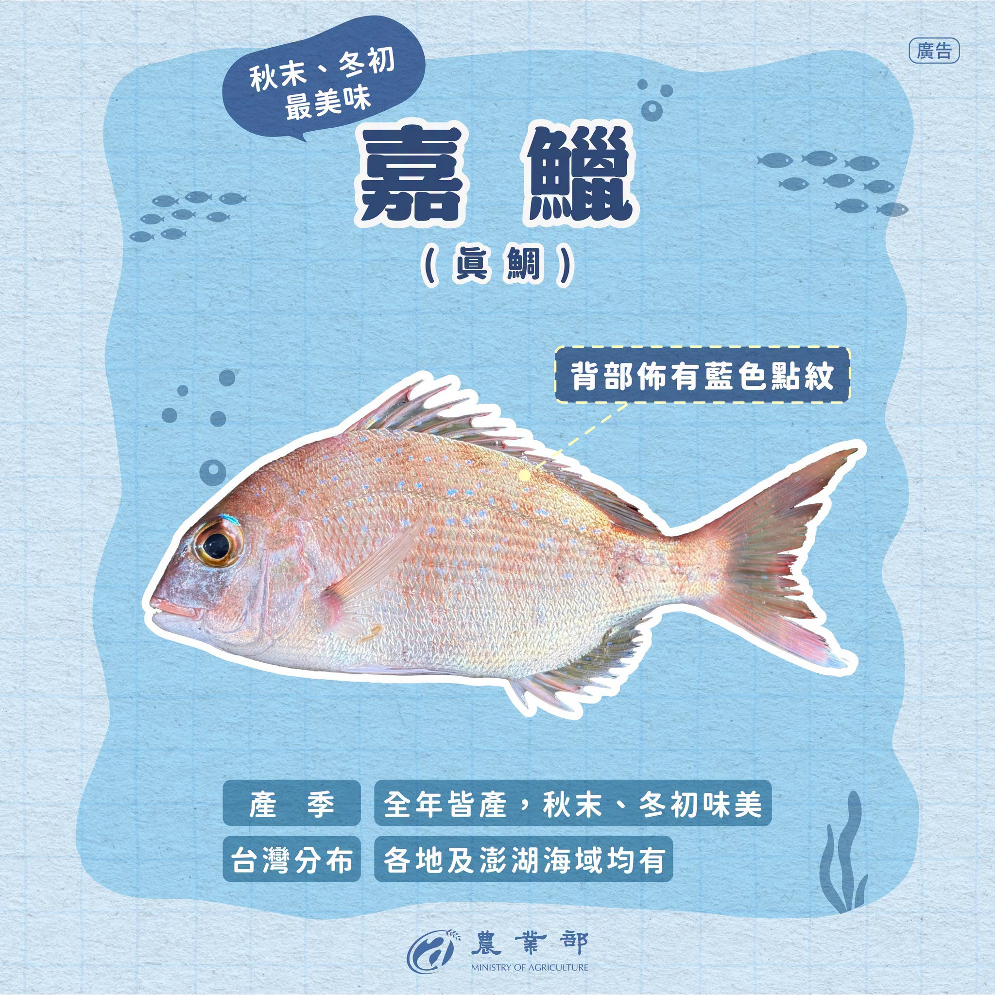 你認得出來這三隻魚嗎？赤鯮、嘉鱲、盤仔長這麼像，到底差在哪？-嘉鱲