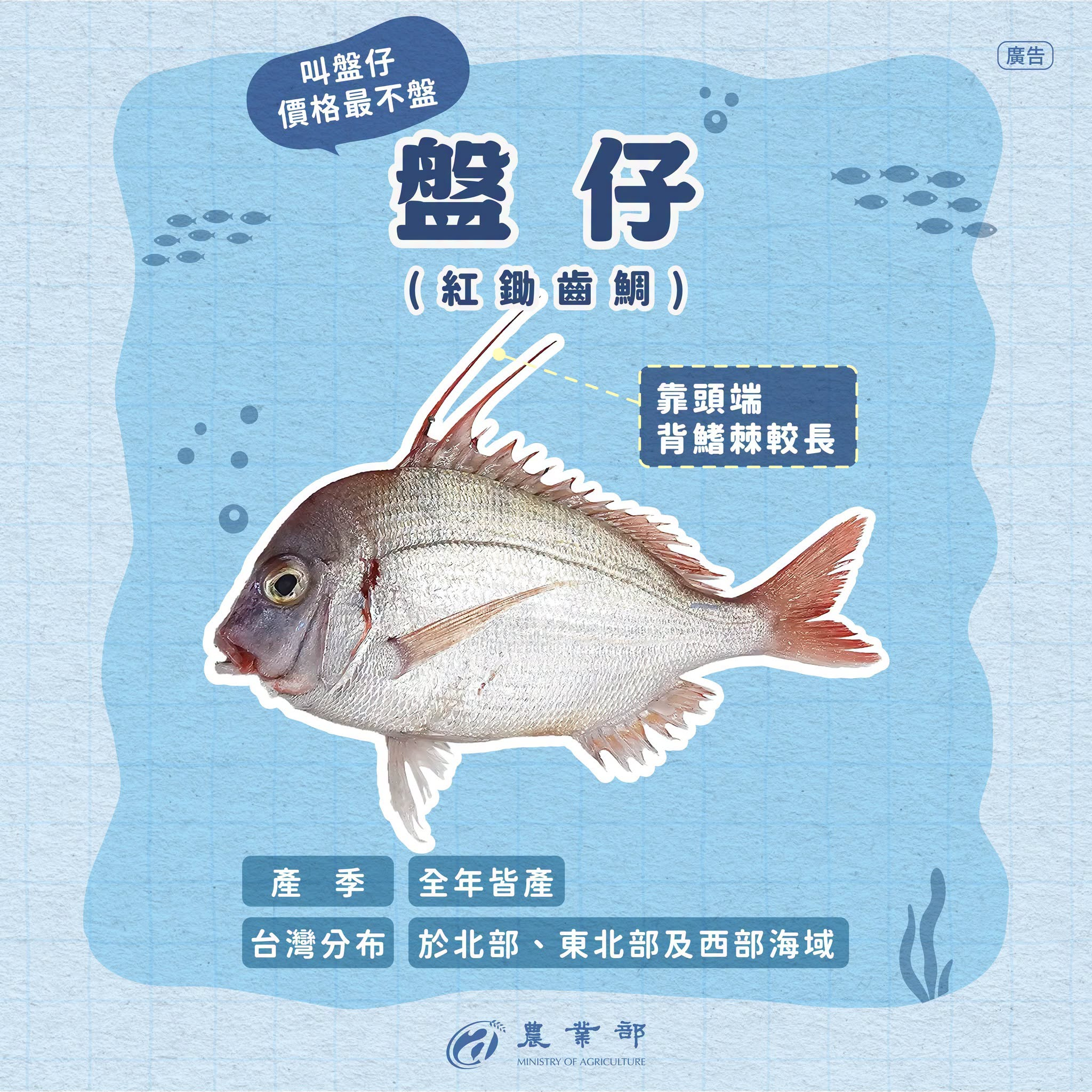 你認得出來這三隻魚嗎？赤鯮、嘉鱲、盤仔長這麼像，到底差在哪？-盤仔