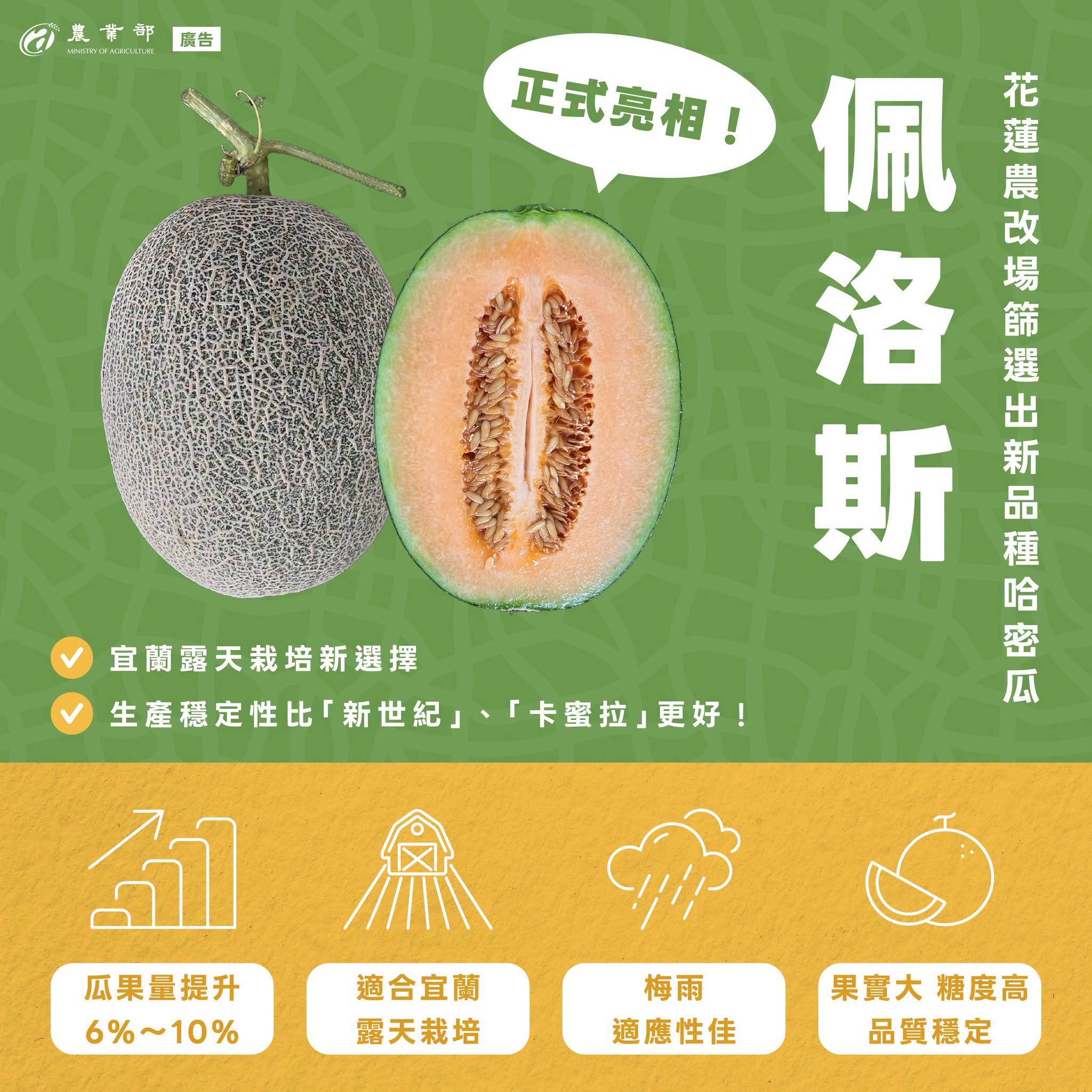 花蓮農改場篩選出新品種哈密瓜，佩洛斯正式亮相！
