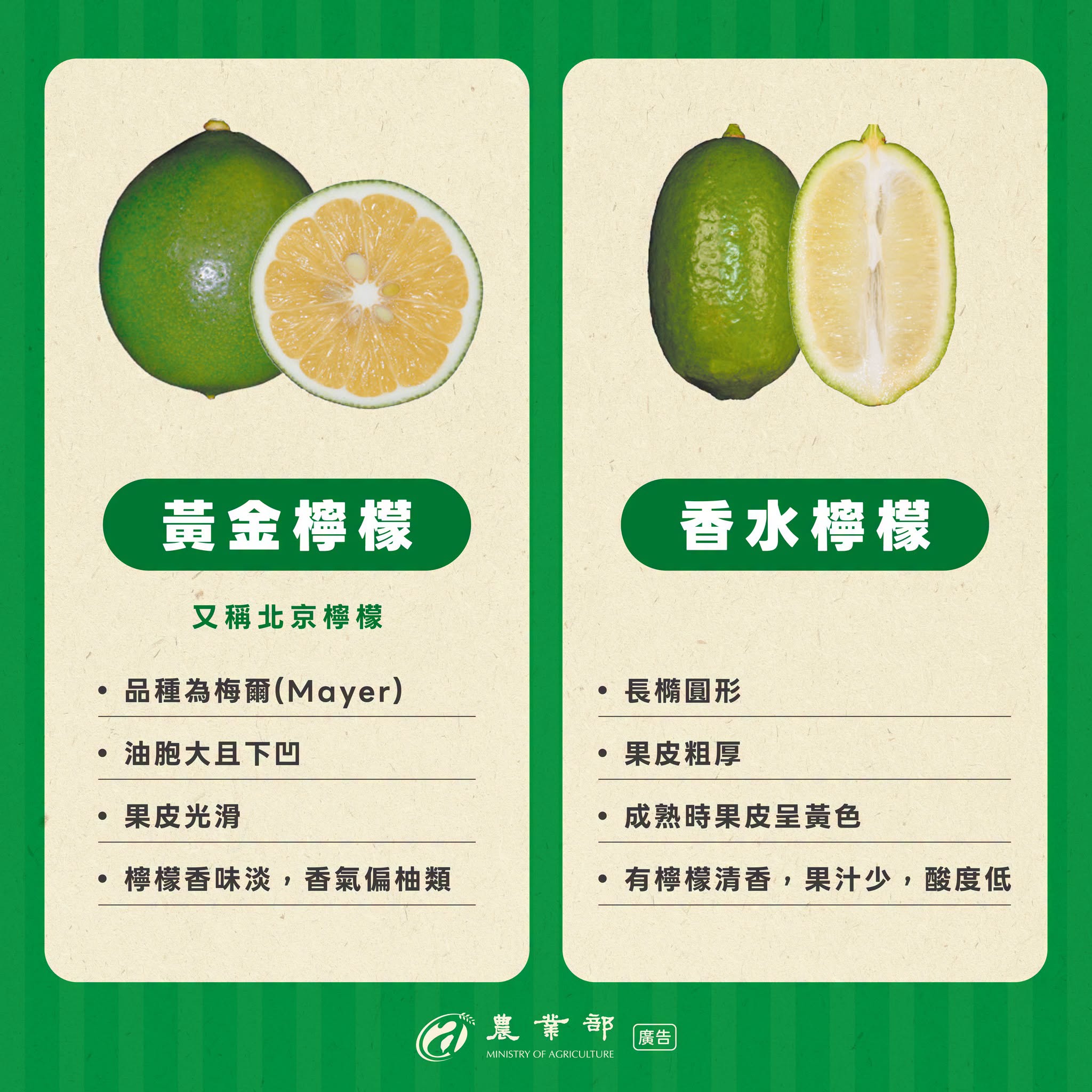 檸檬、萊姆傻傻分不清？想分辨它們，主要是看三個地方：形狀、果皮、油胞（果皮上的小顆粒）！03