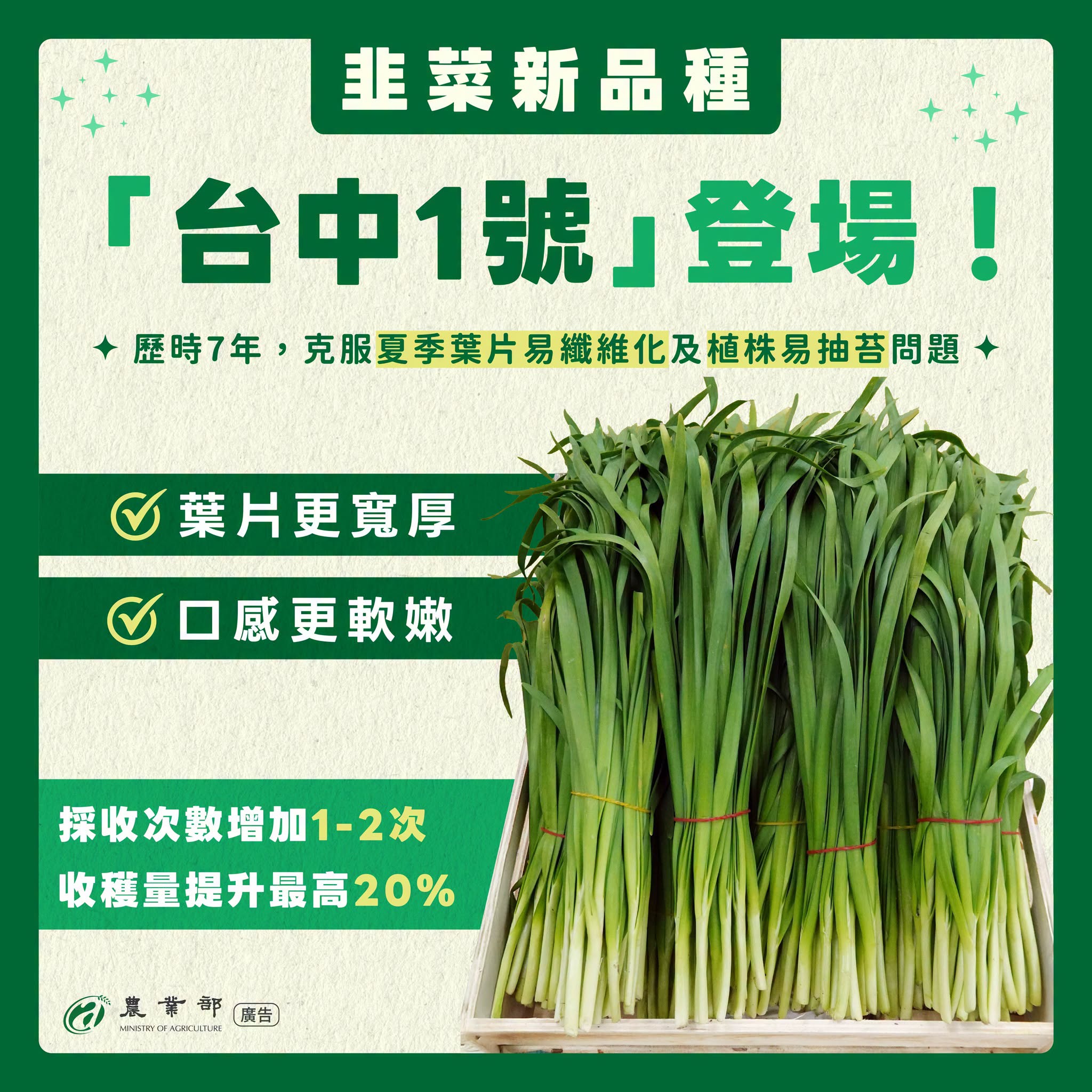 改良7年，韭菜新品種「台中1號」鮮嫩登場！