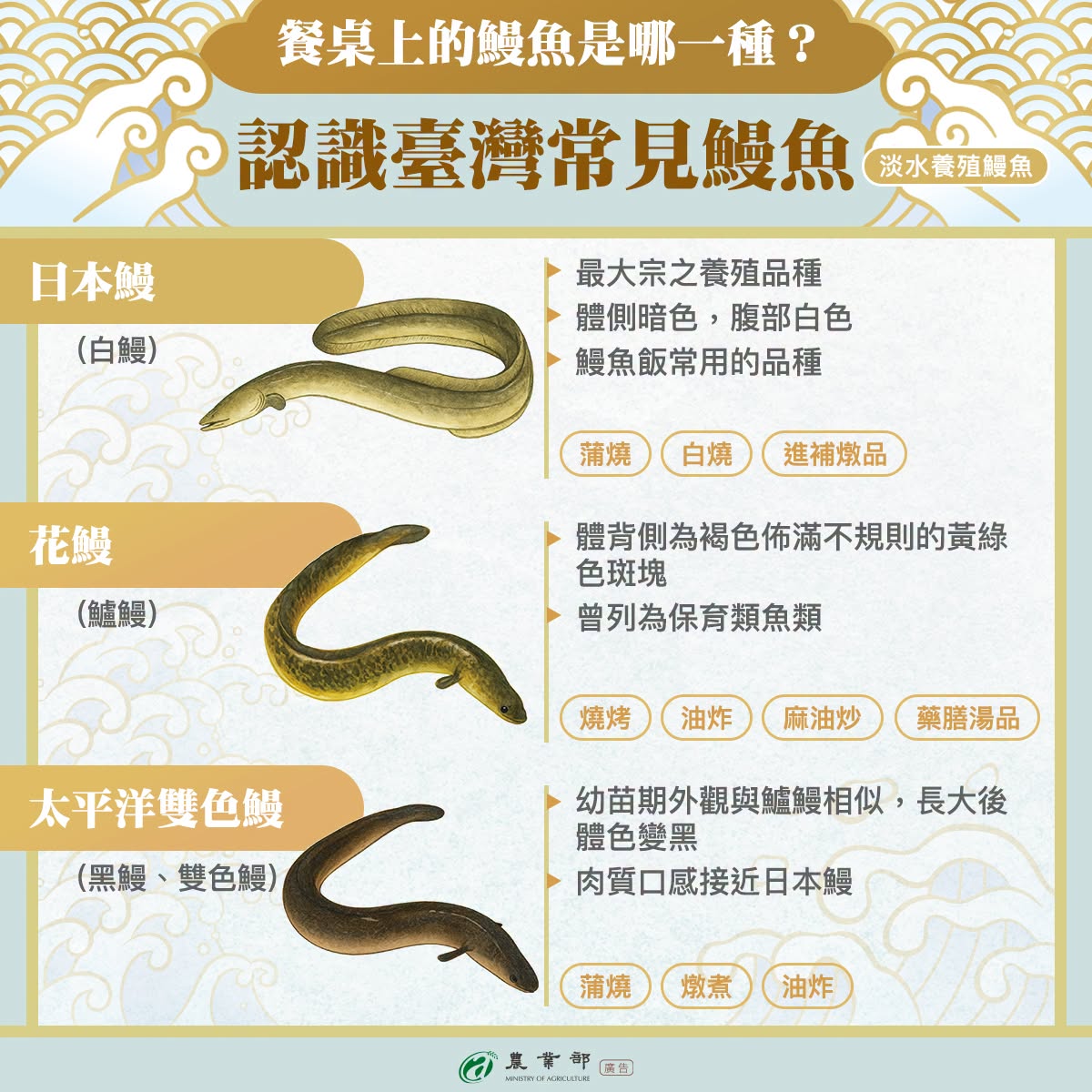 餐桌上的鰻魚是哪一種？常見鰻魚大解密