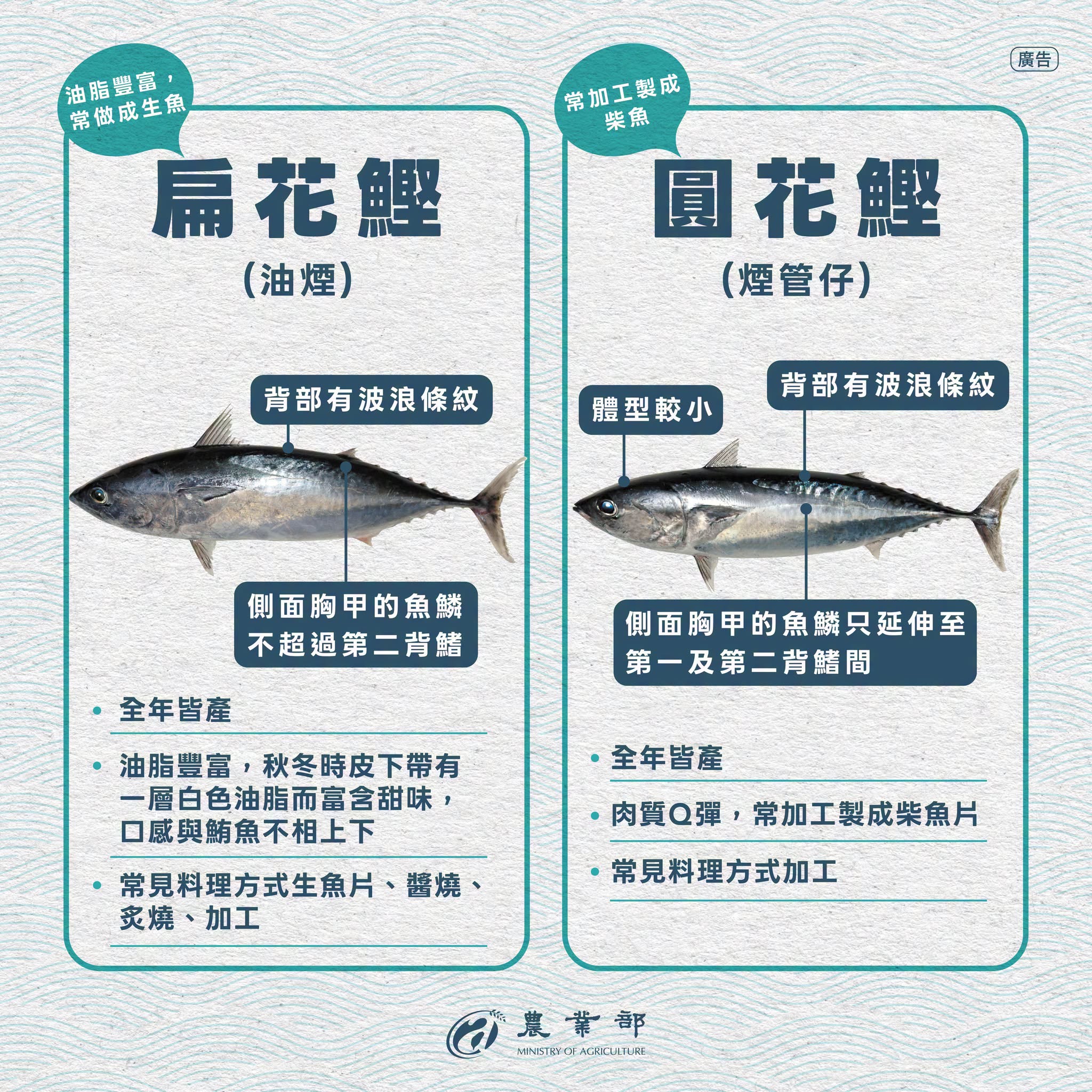 台灣常見鰹魚品種3