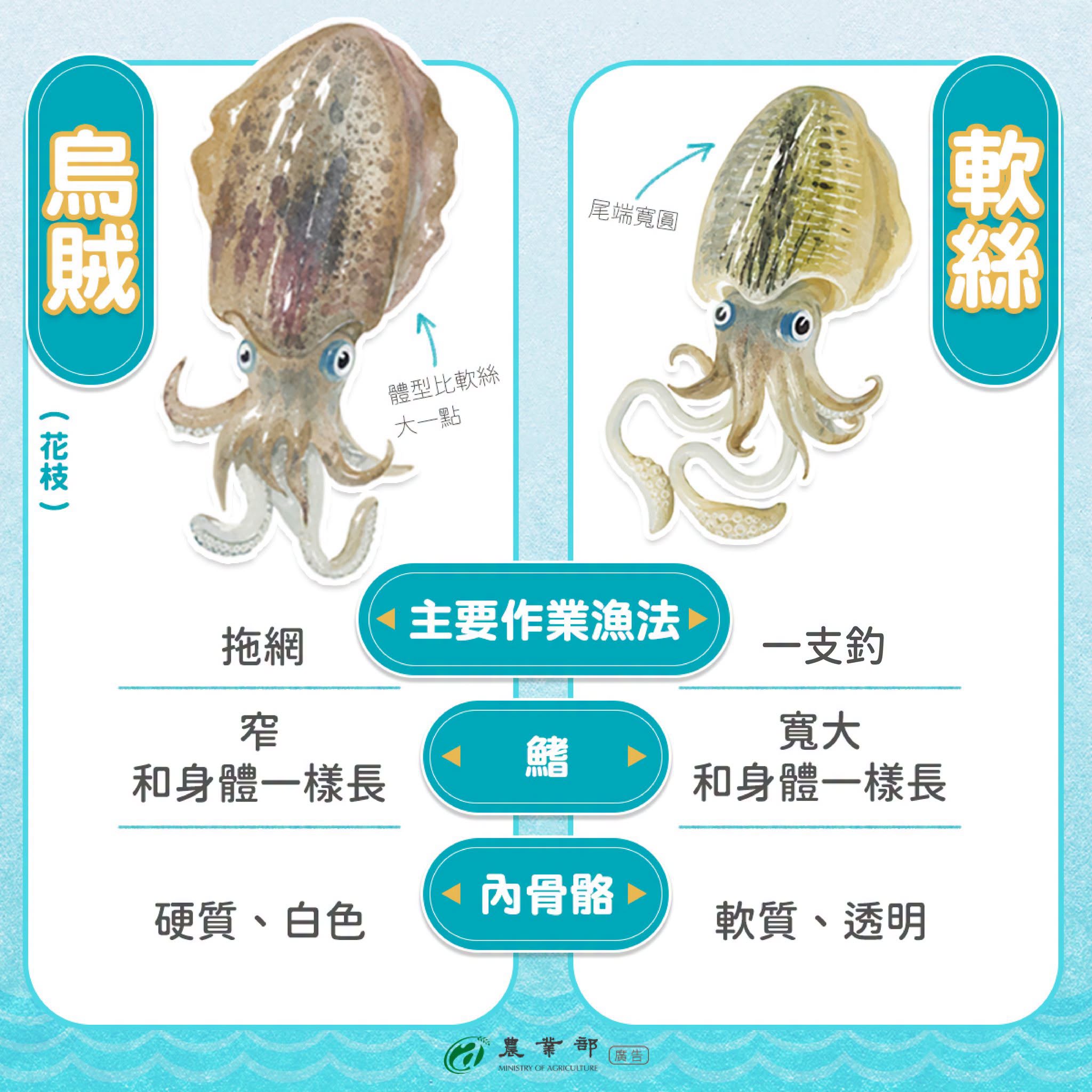 花枝亂站3