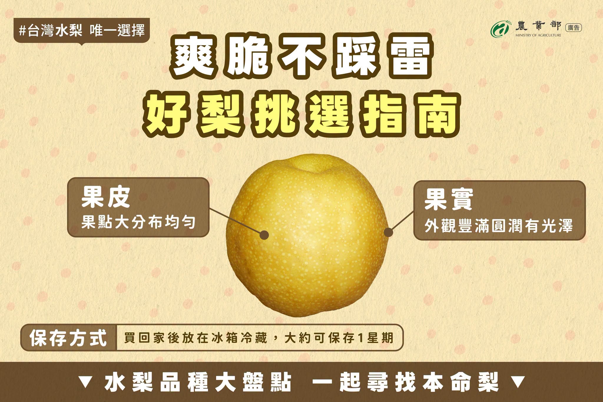 好梨挑選指南1