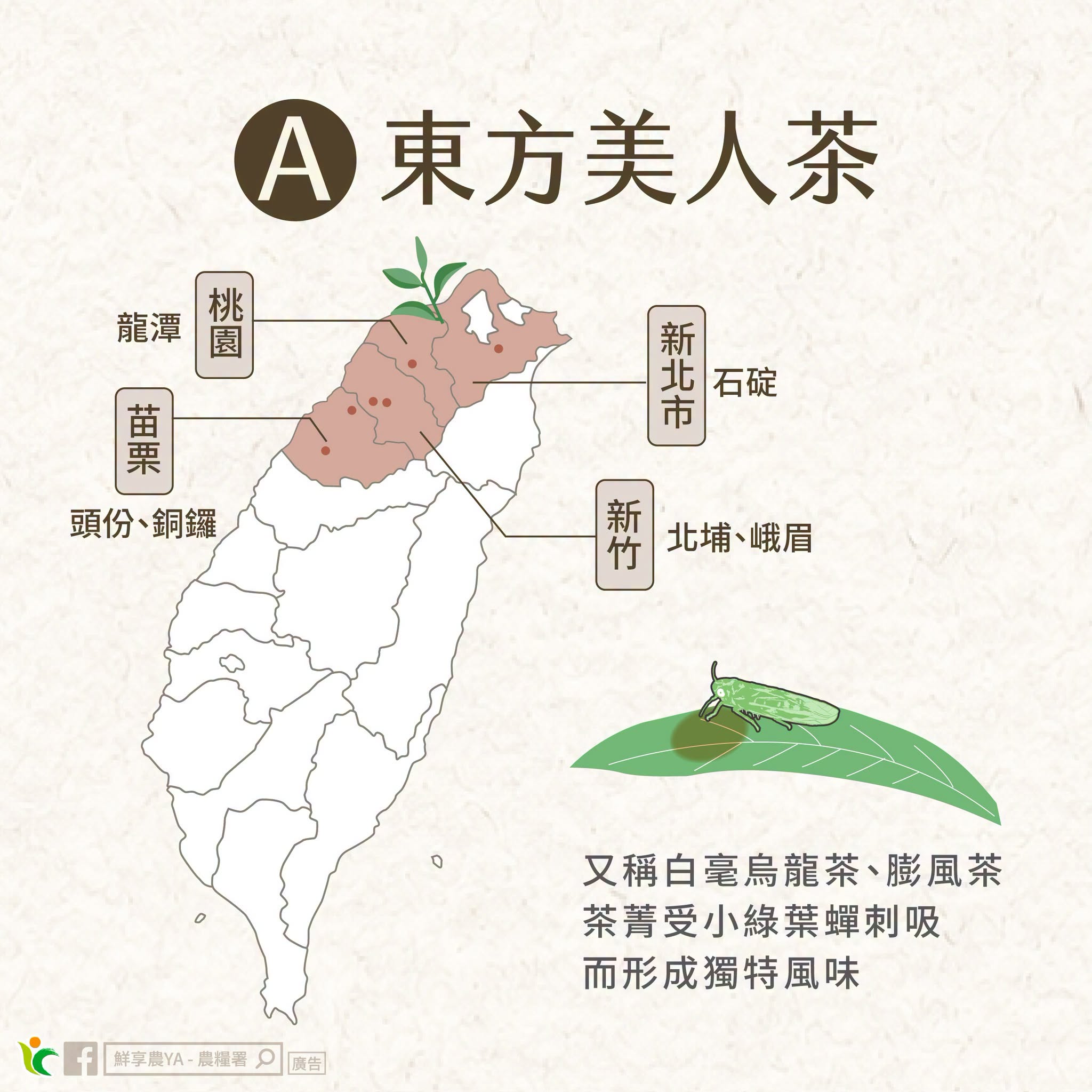 東方美人茶