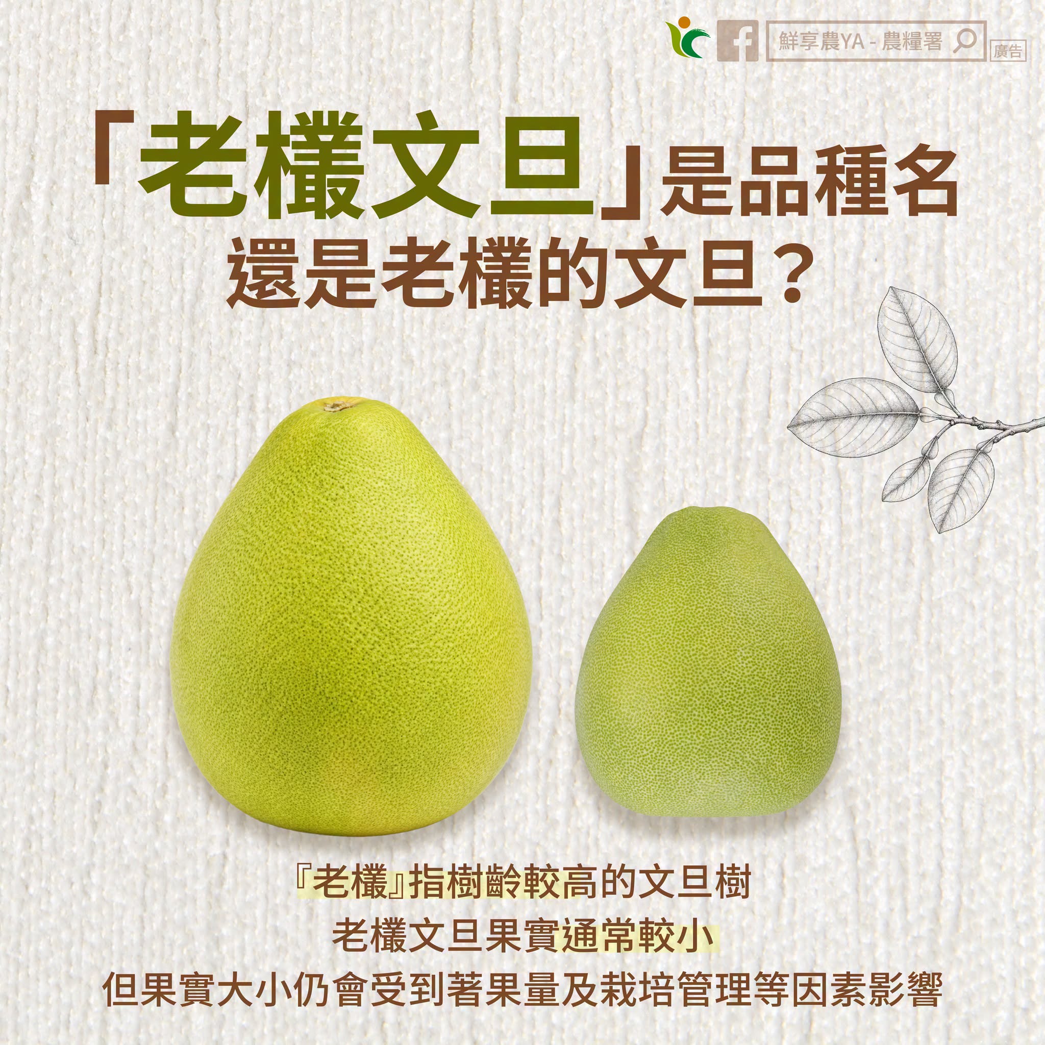 老欉文旦是品種名，還是老欉的文旦？