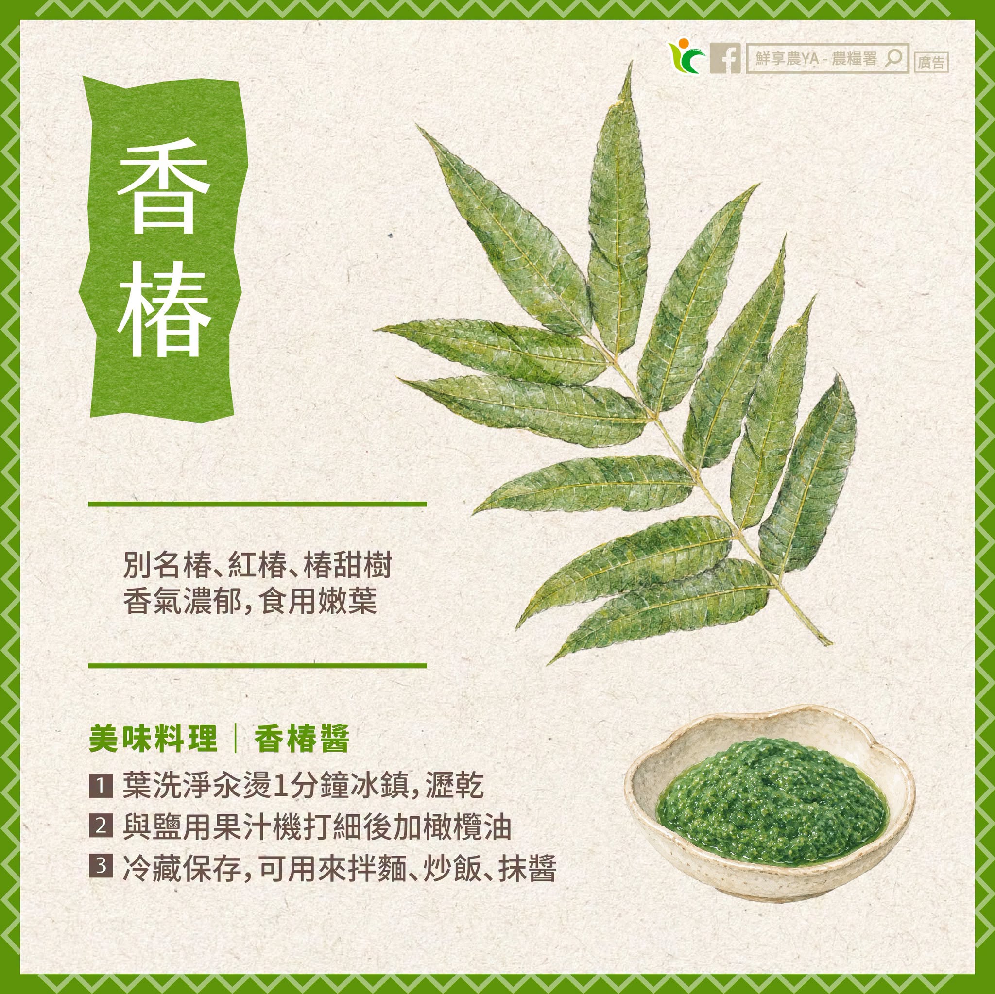 香椿
