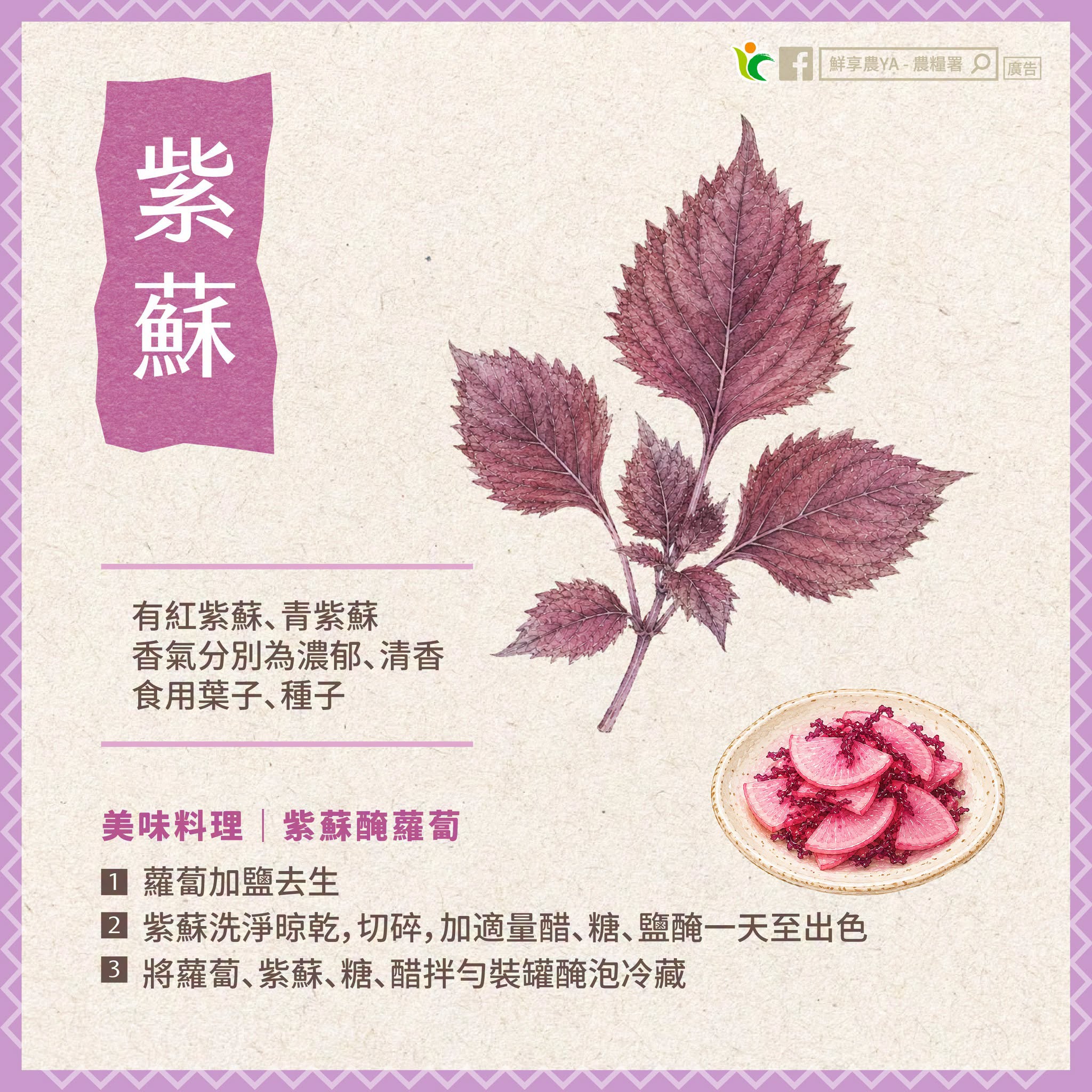 紫蘇