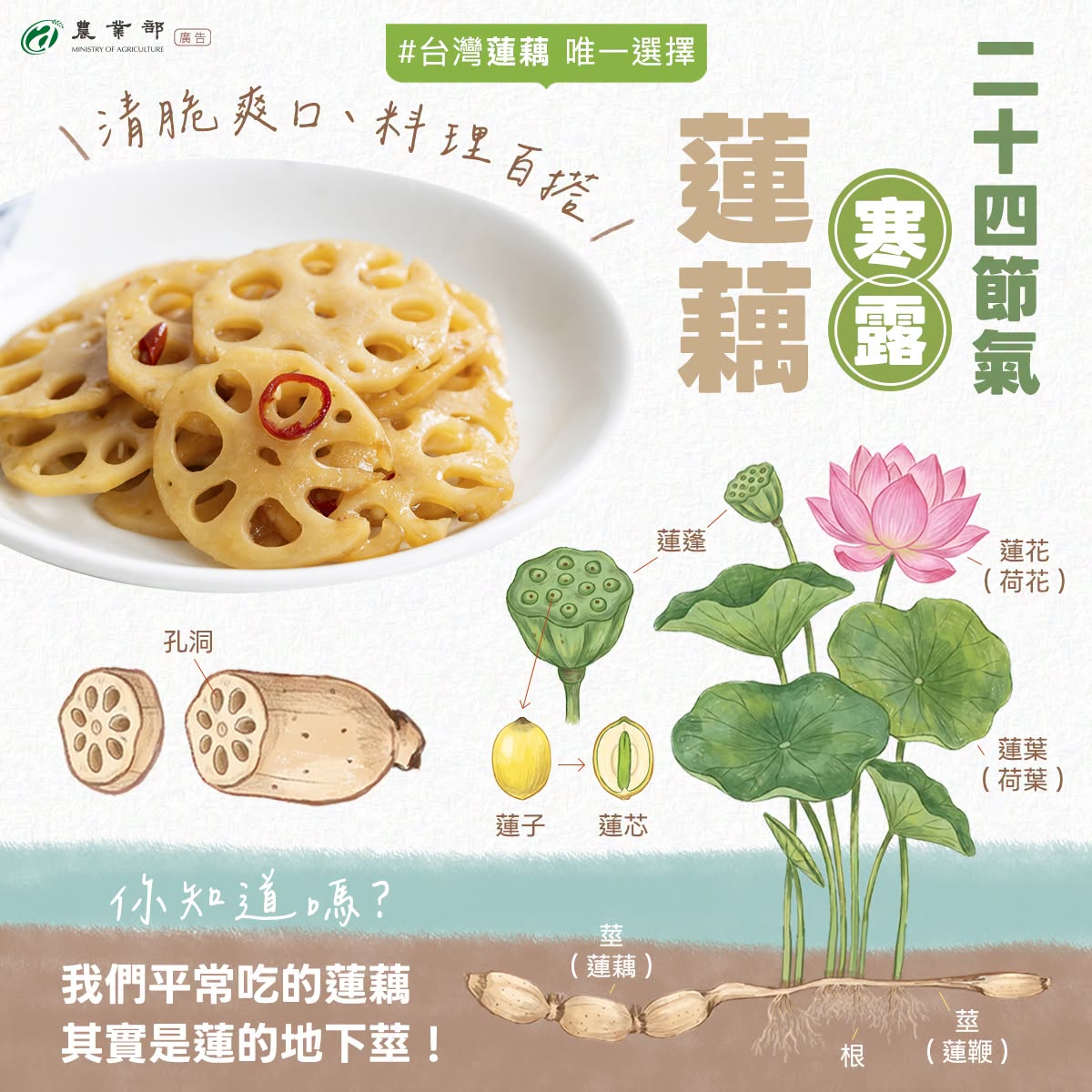 24節氣寒露-蓮藕