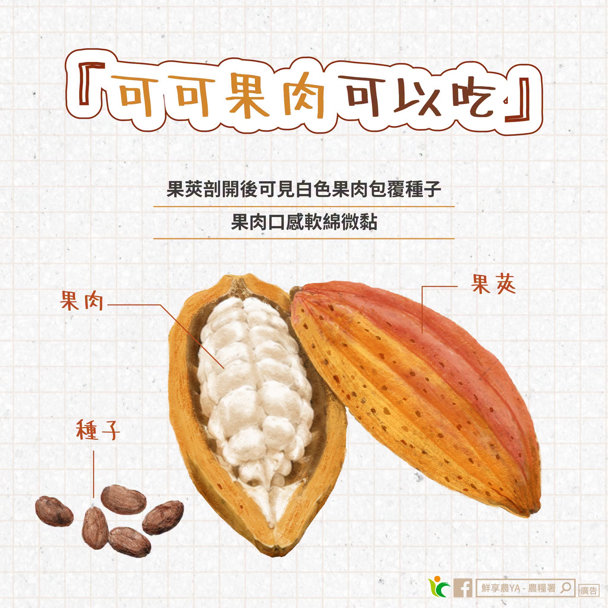 可可果肉可以吃