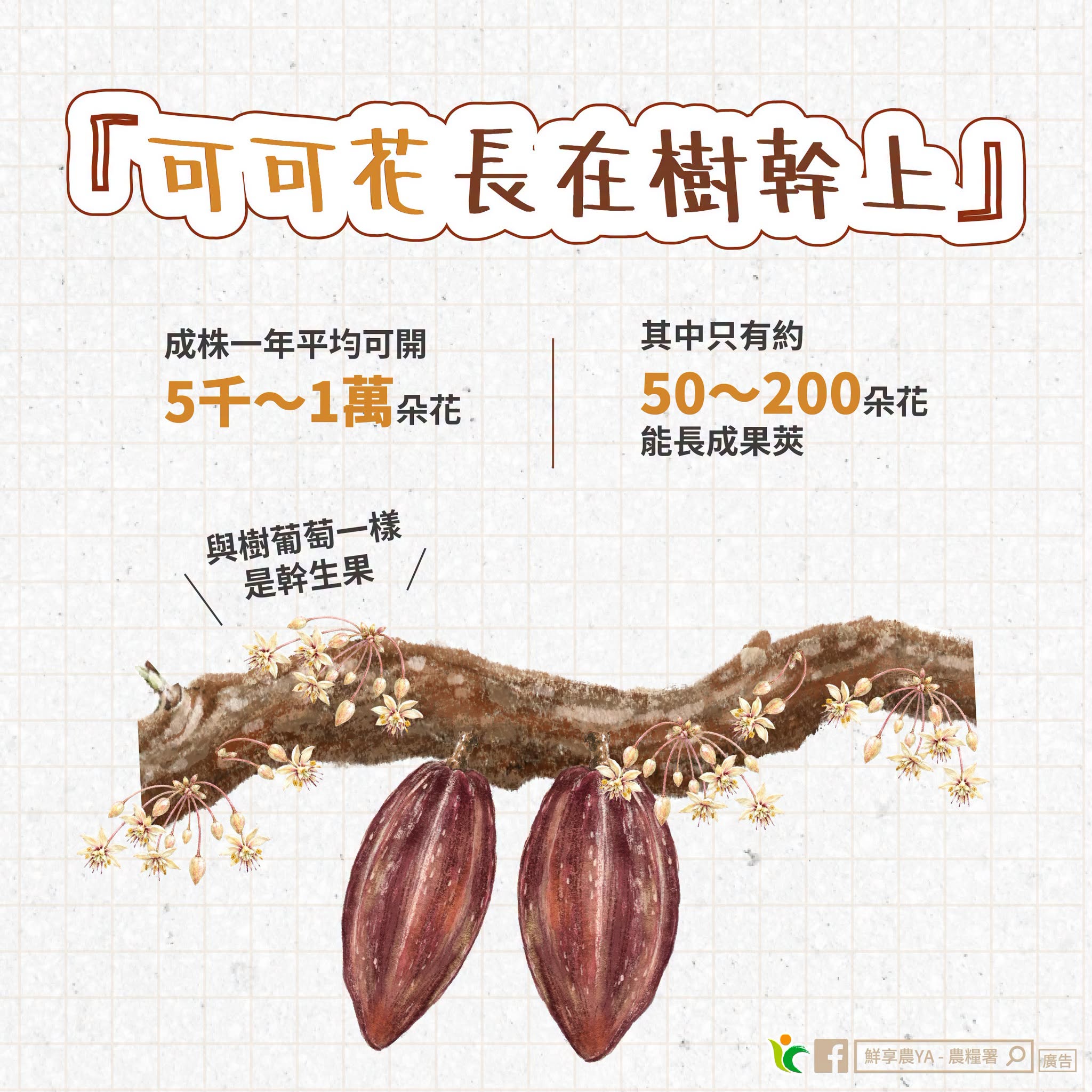 可可花長在樹幹上