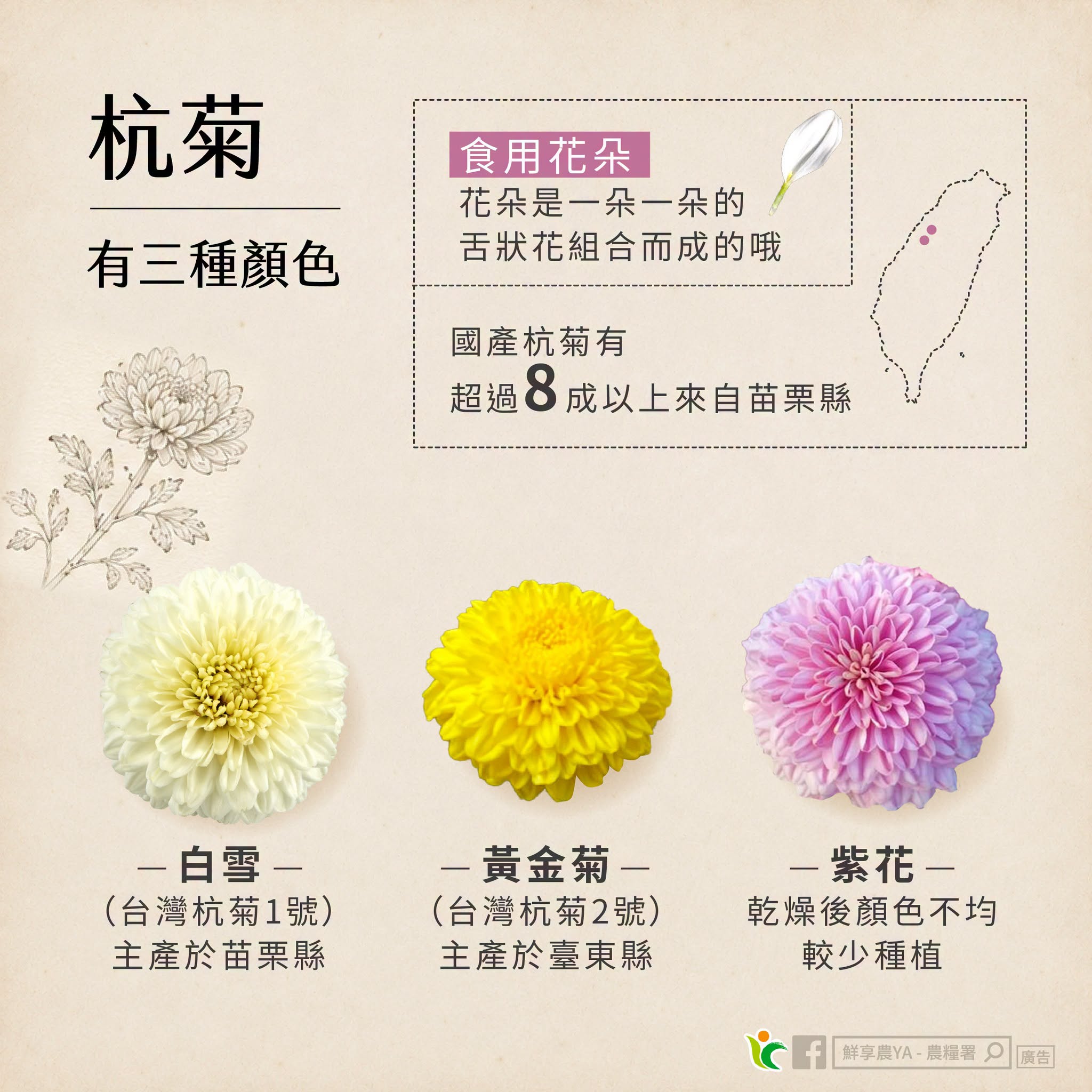 杭菊