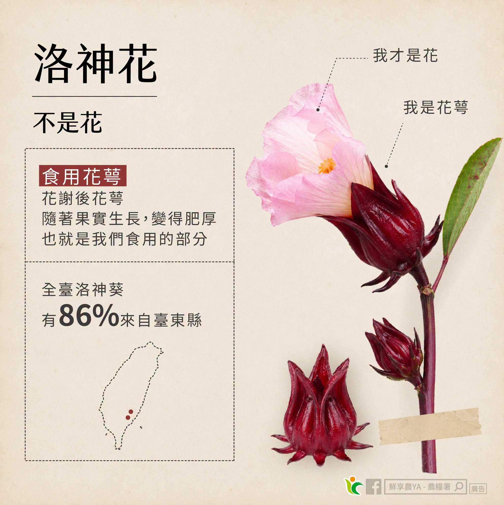 洛神花