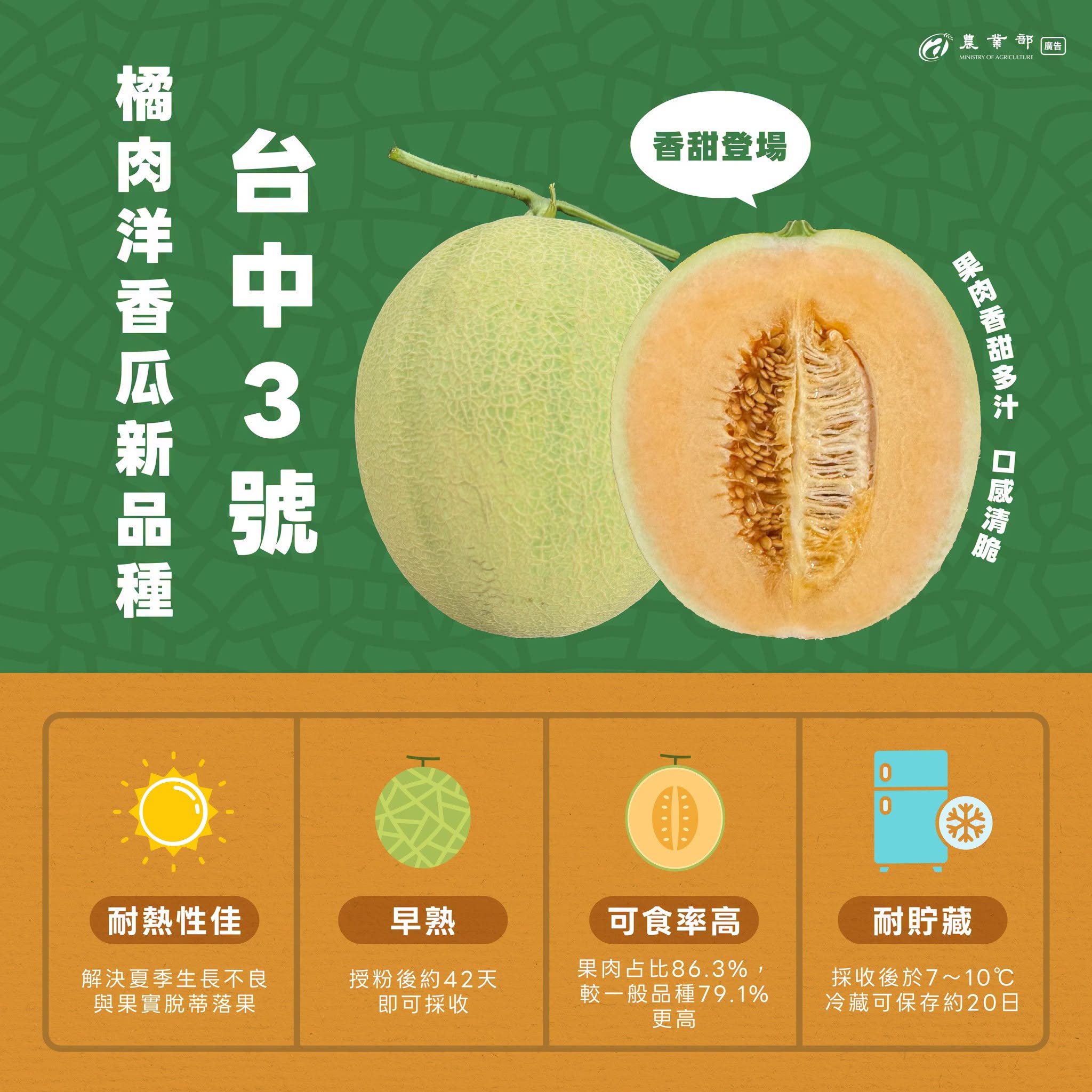 橘肉洋香瓜新品種台中3號
