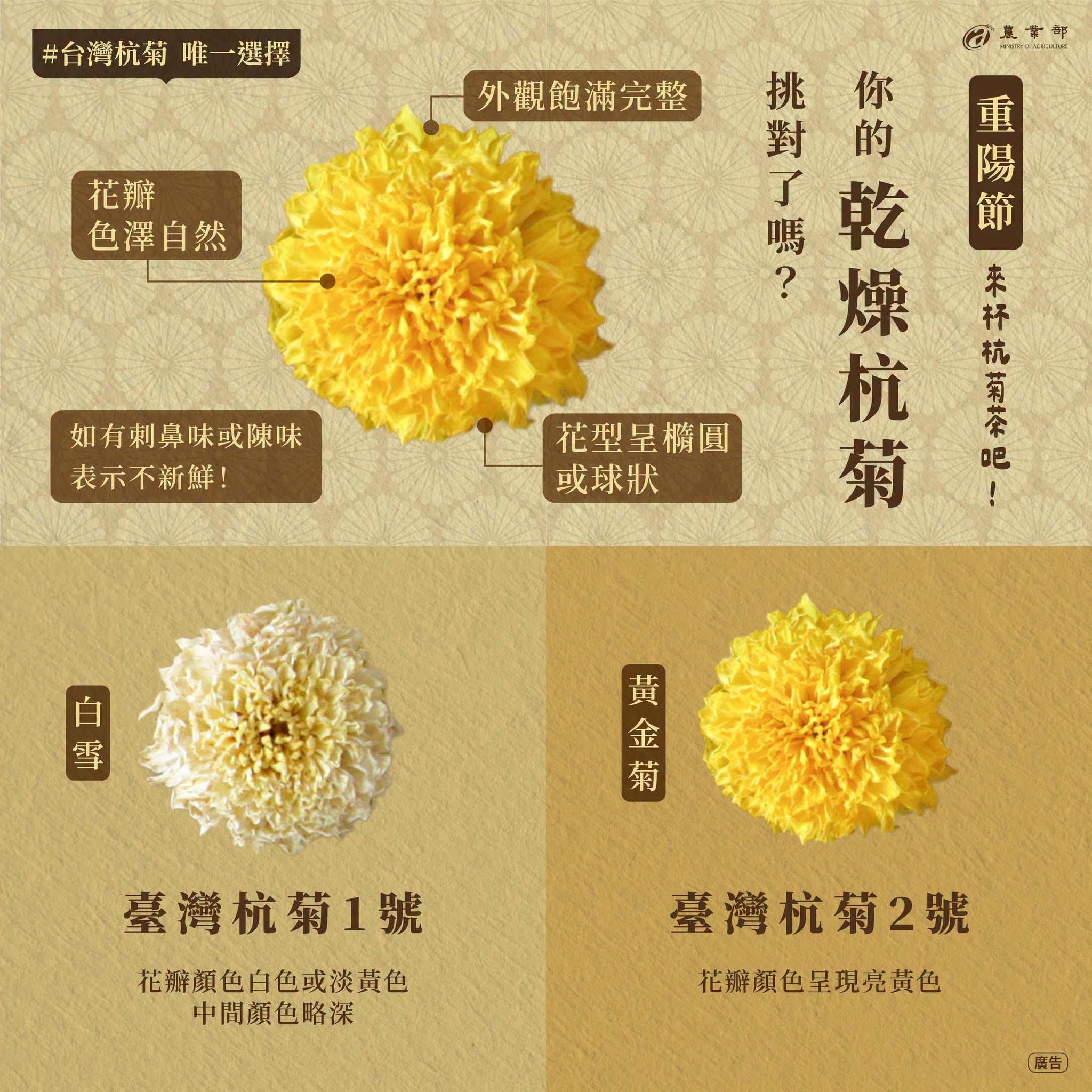 重陽節來杯杭菊茶