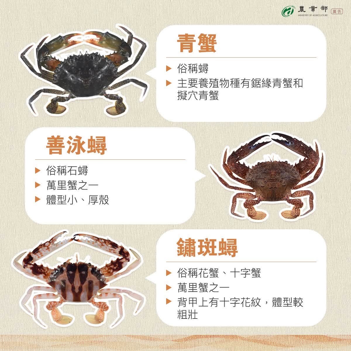 市場常見螃蟹種類2