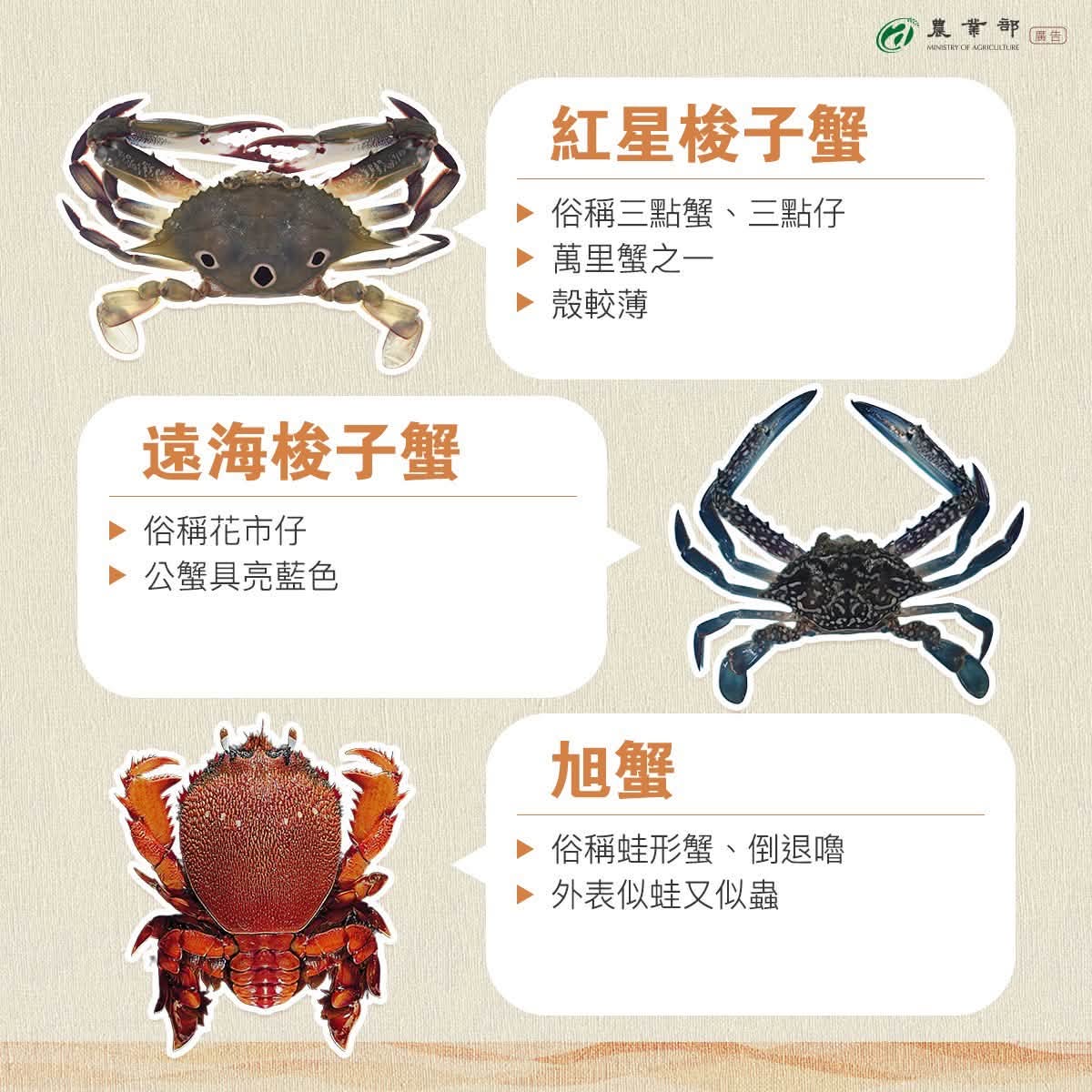 市場常見螃蟹種類3