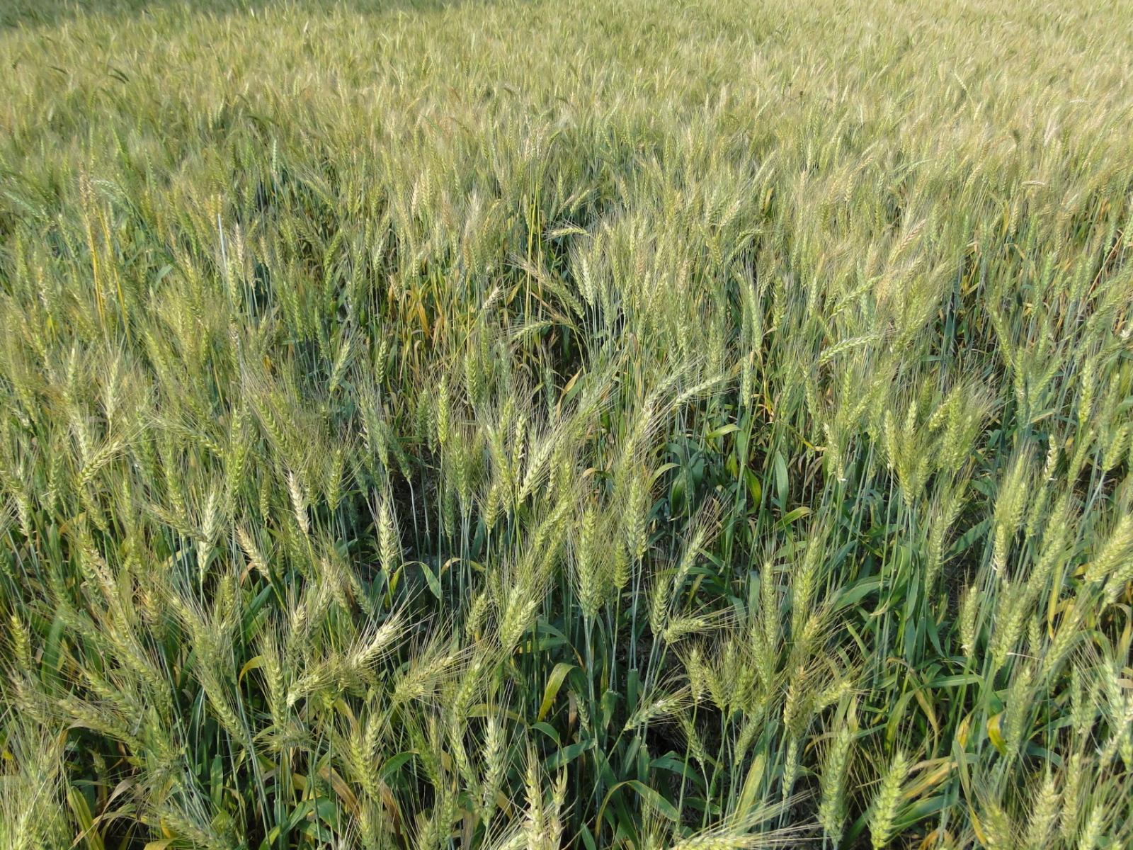 麥子是耐寒作物，也因此很適合在秋天種植，在夏天採收喔。