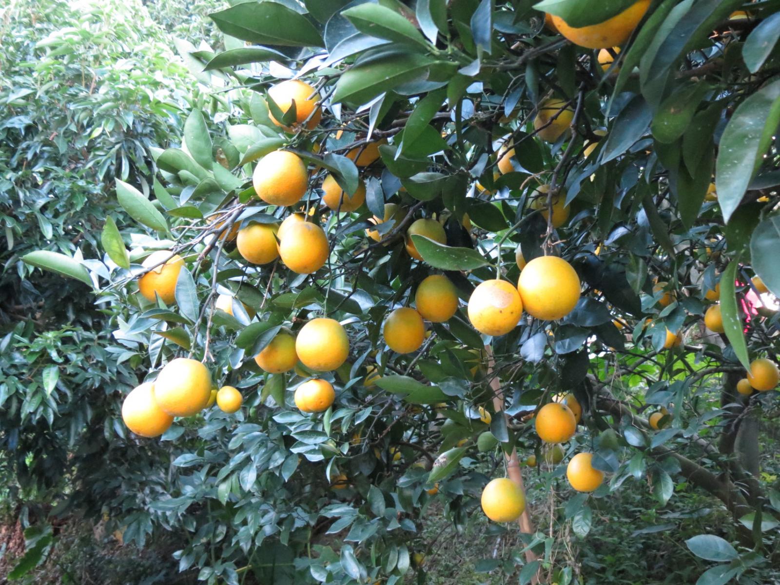柳橙果樹