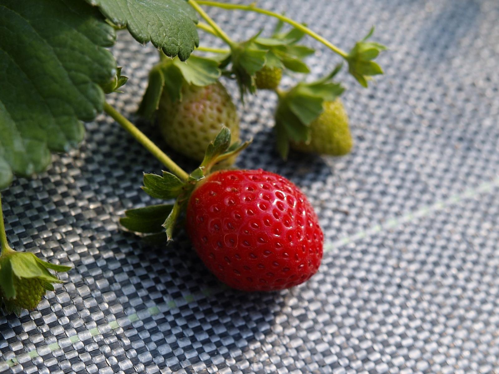 草莓之假果