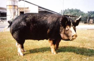盤克夏豬原產為英國，由中國廣東的豬種與英國豬雜交培育而成。