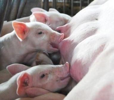 仔豬出生後要給與保暖，並盡快讓牠們攝食初乳。