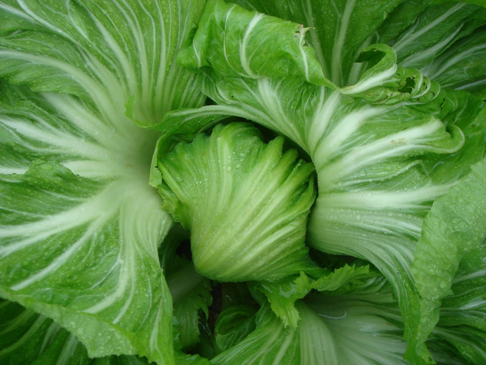 芥菜屬於秋冬栽植的蔬菜，生長速度較慢。（圖為包心白菜）