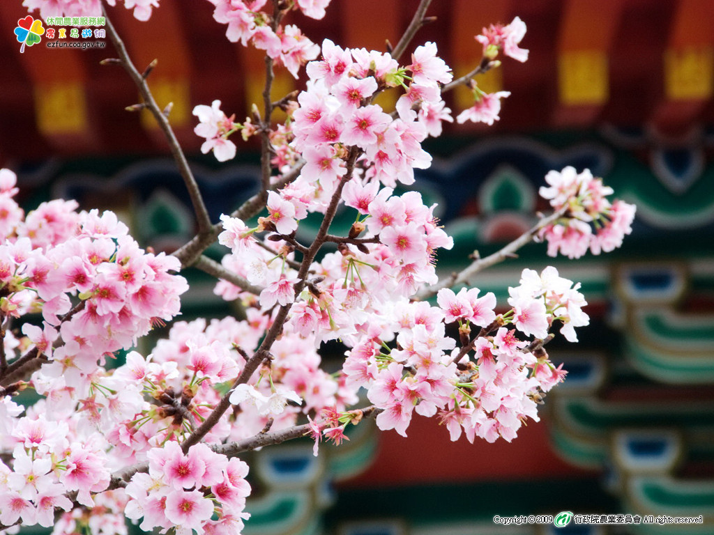 在這一時節綻放的山櫻花總會吸引大批賞櫻人潮。