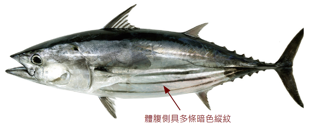 鰹魚是相當重要的經濟魚類，可以作成柴魚片食用。