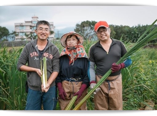 採茭白筍體驗